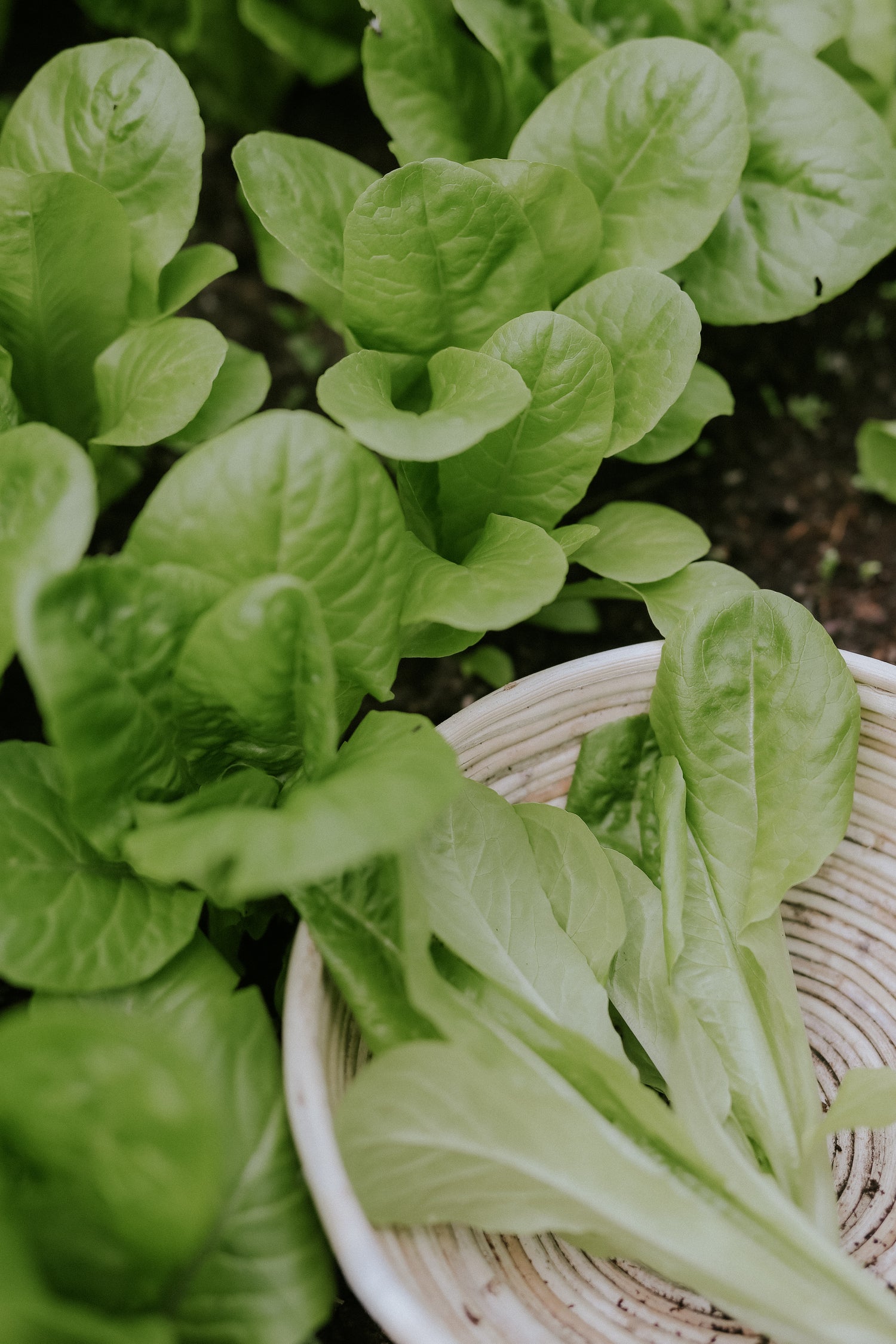 Bindsallat - Little Gem