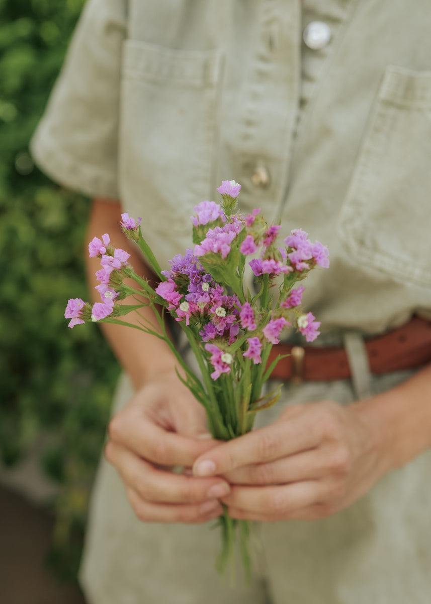lavender statice flower Statice seeds - Qis Lavender
