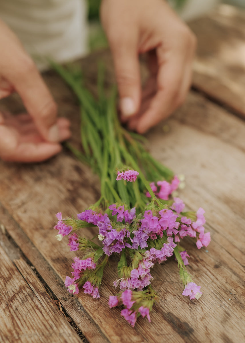 Strandflieder - Qis Lavender