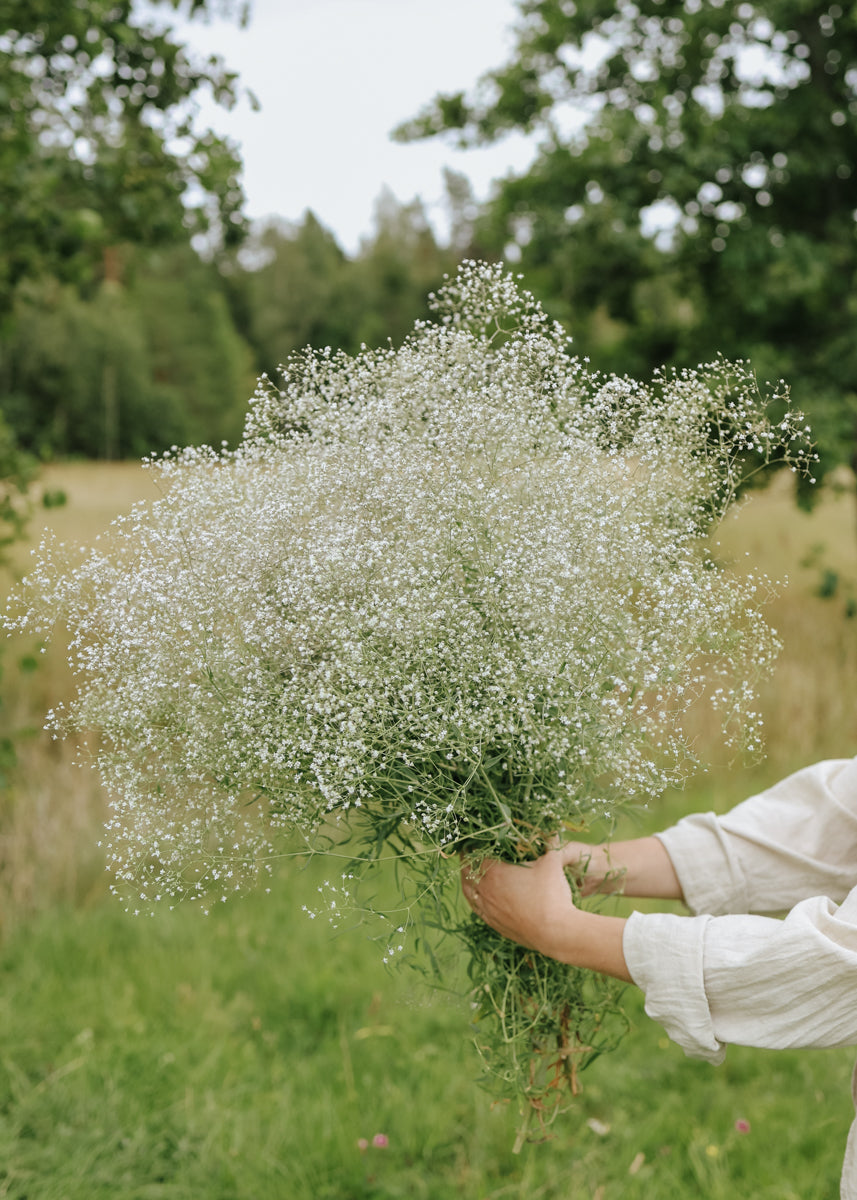 Schleierkraut - Snowflake