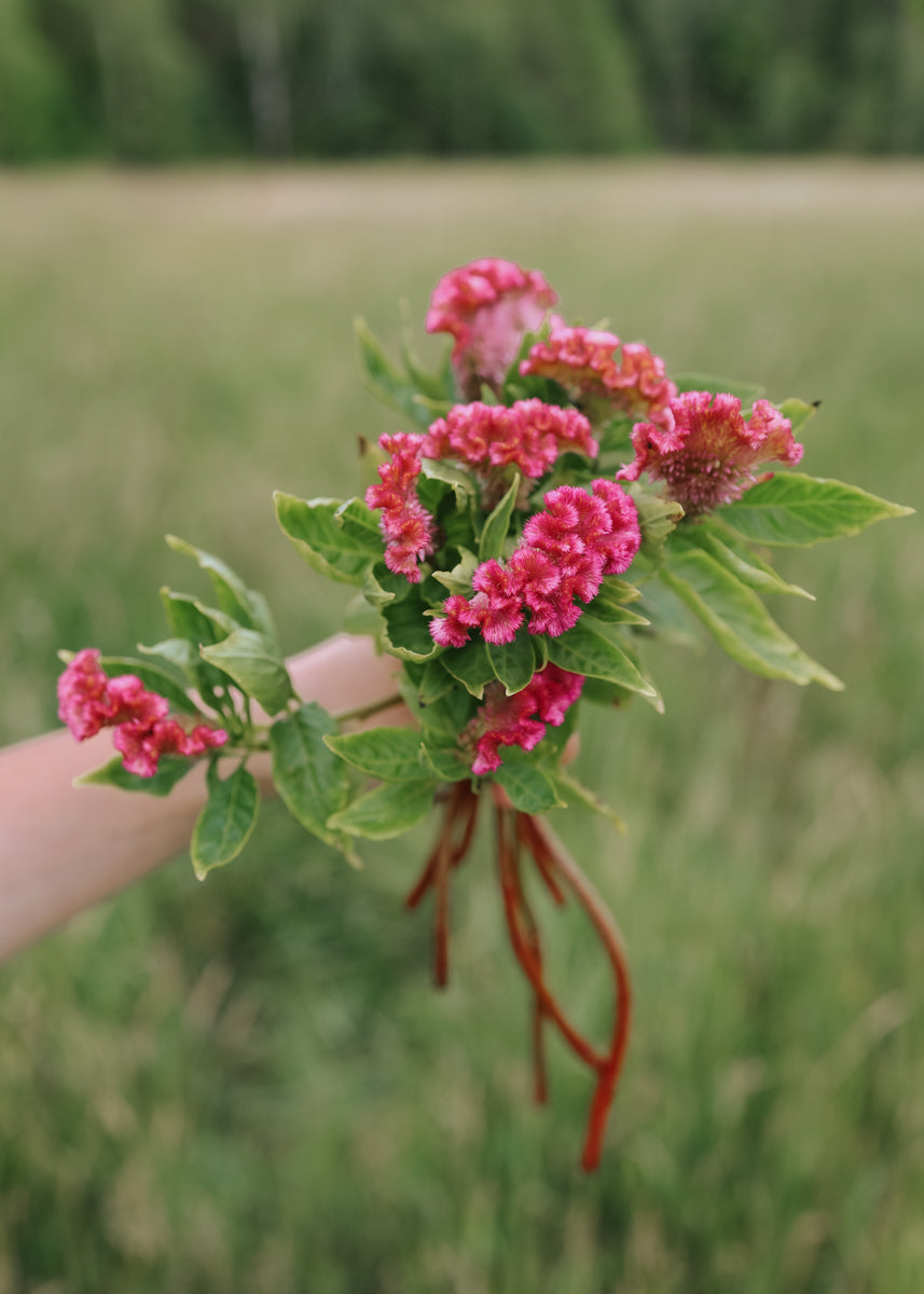 rose plant seeds online Celosia seeds - Neo Rose