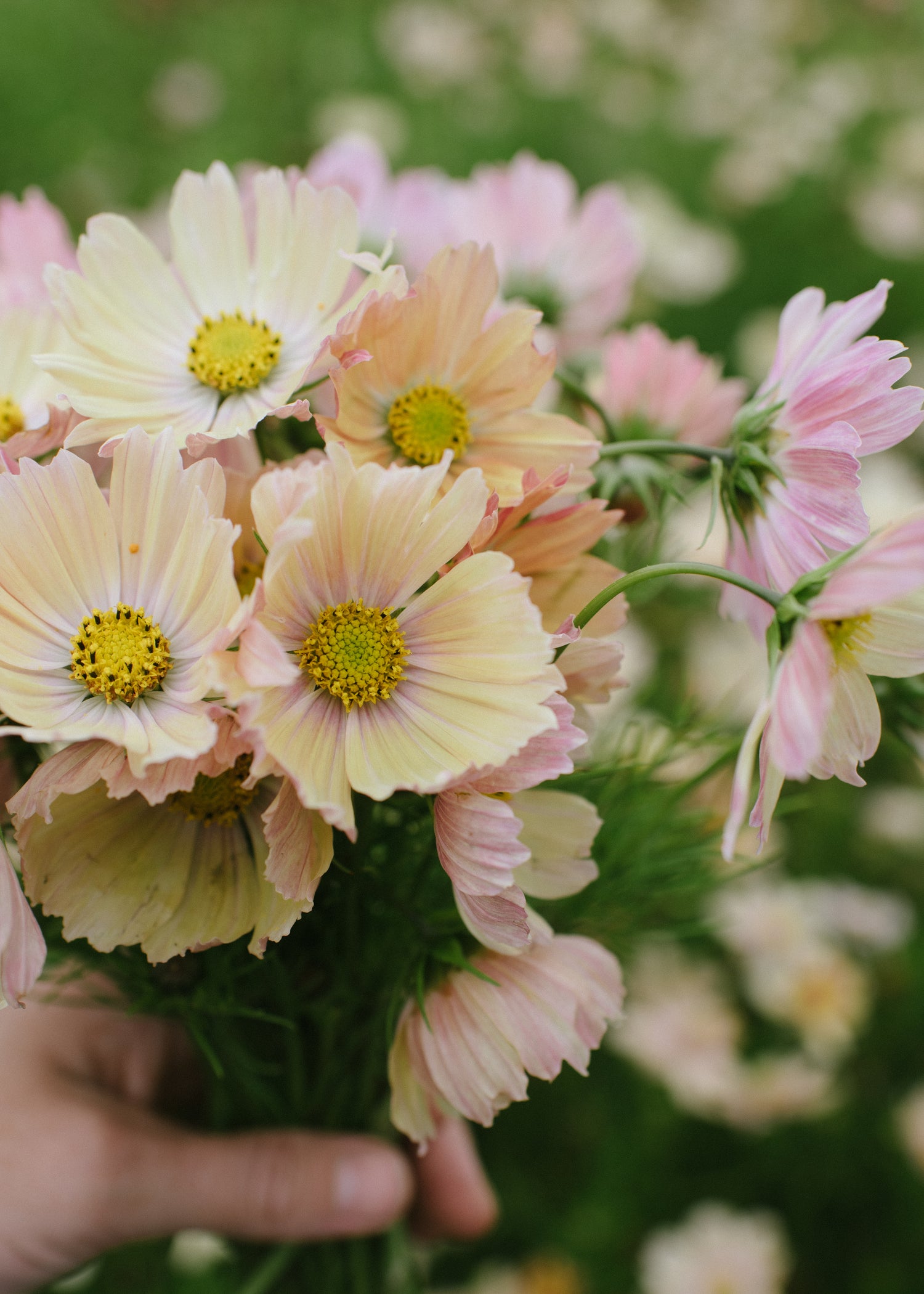 Cosmos - Apricot Lemonade