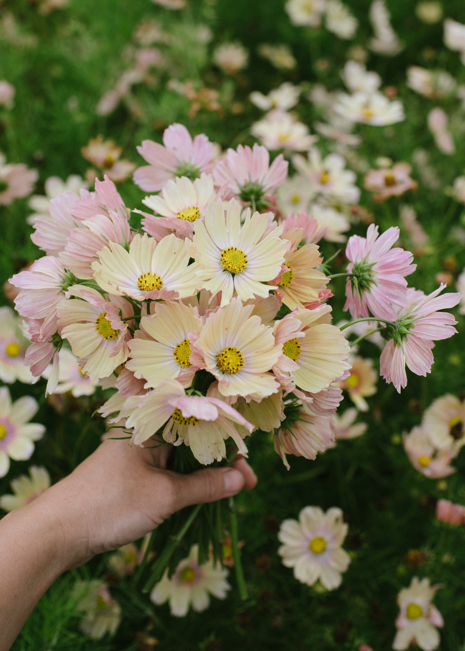 Cosmos - Apricot Lemonade