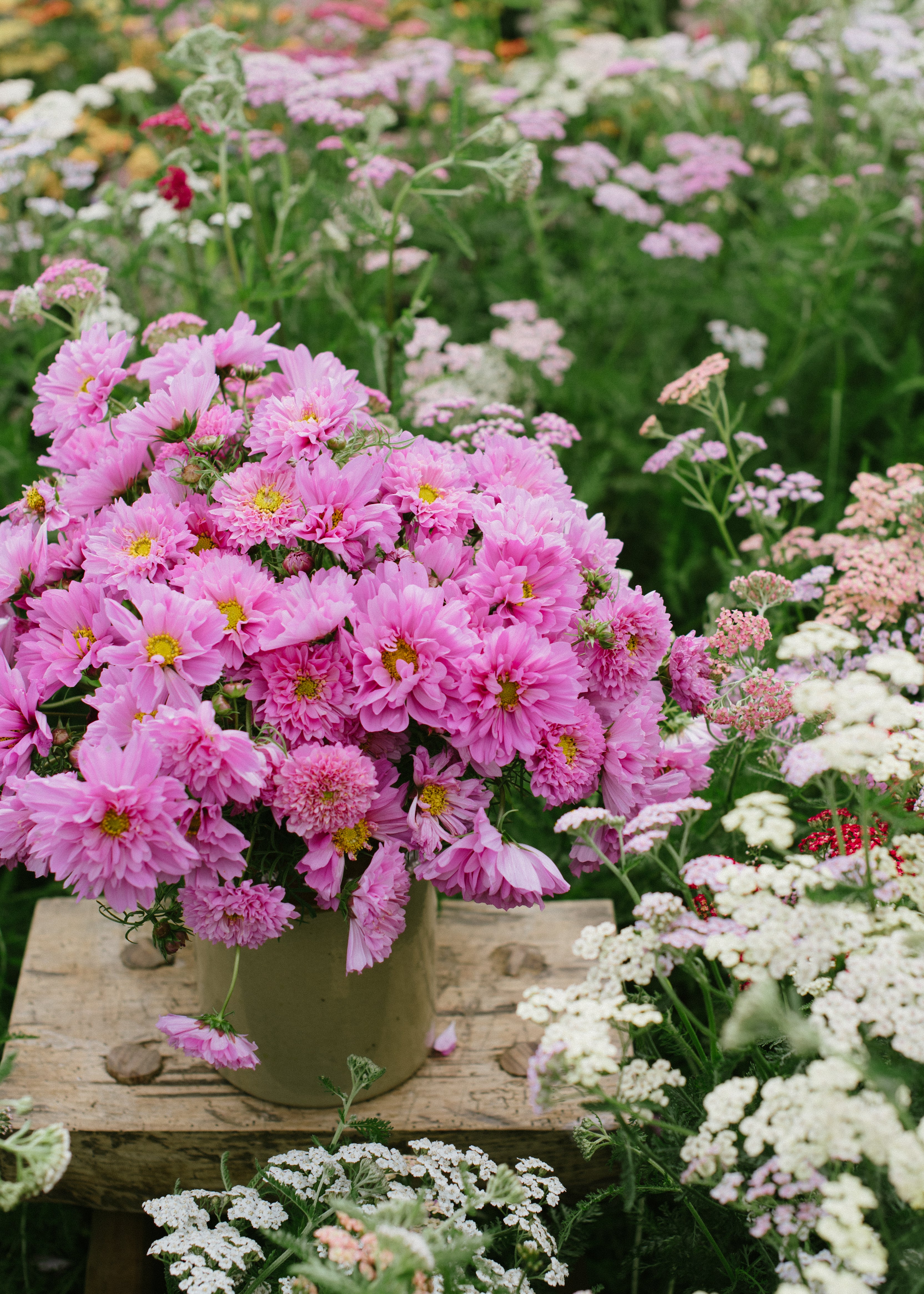 Fröer Rosenskära - Cosmos Double Click Rose Bonbon - köp fröer