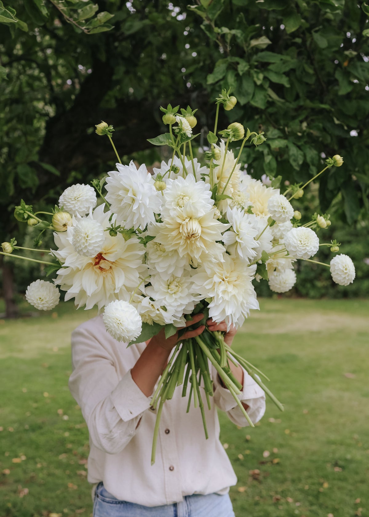 Dahlia Mix - Creamy White