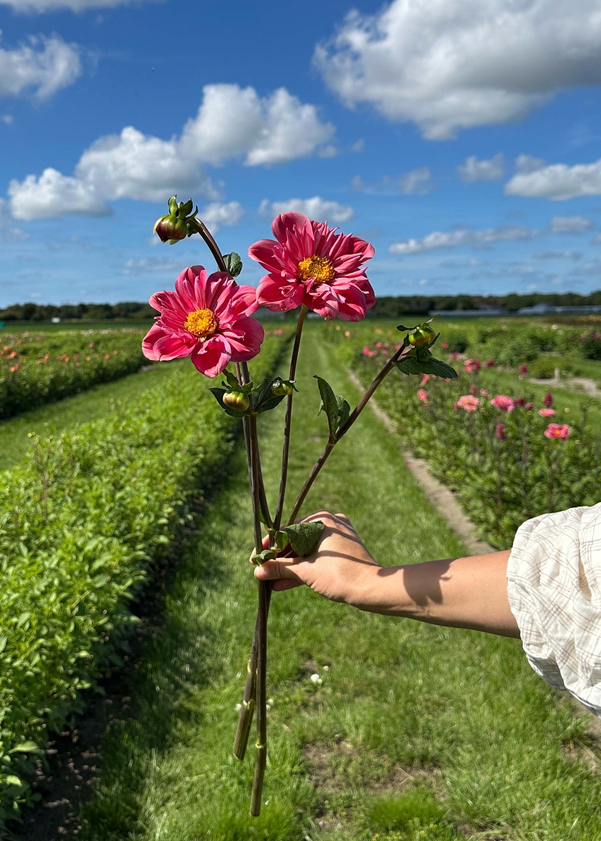 Dahlia - Strawberry Bon Bon