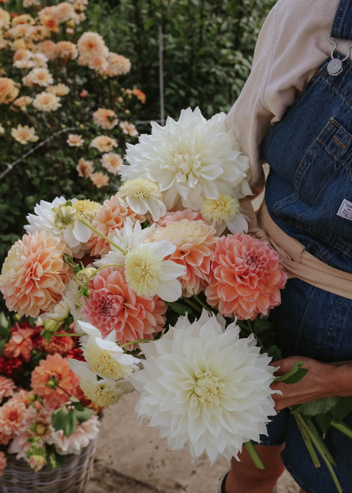Dahlia Mix - Apricot Dream
