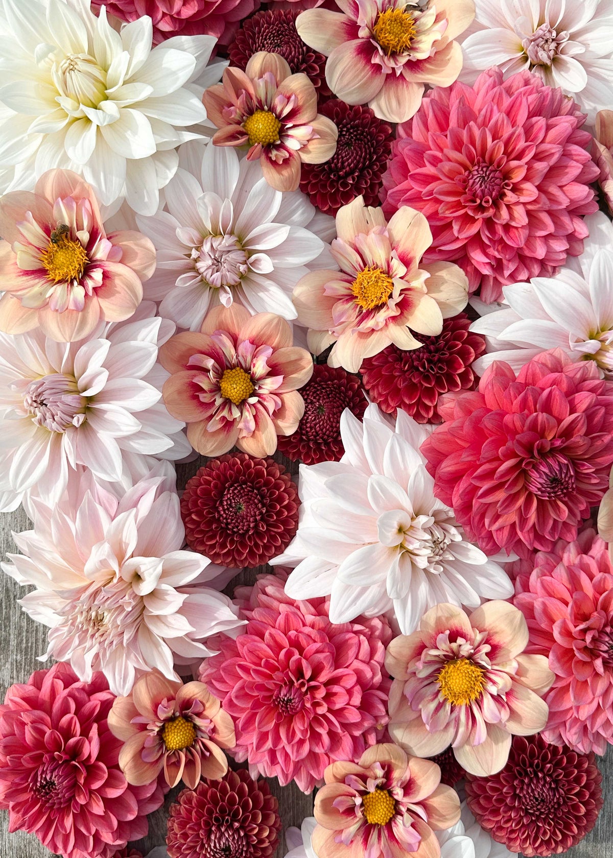 Dahlia Mix - Rhubarb Silk