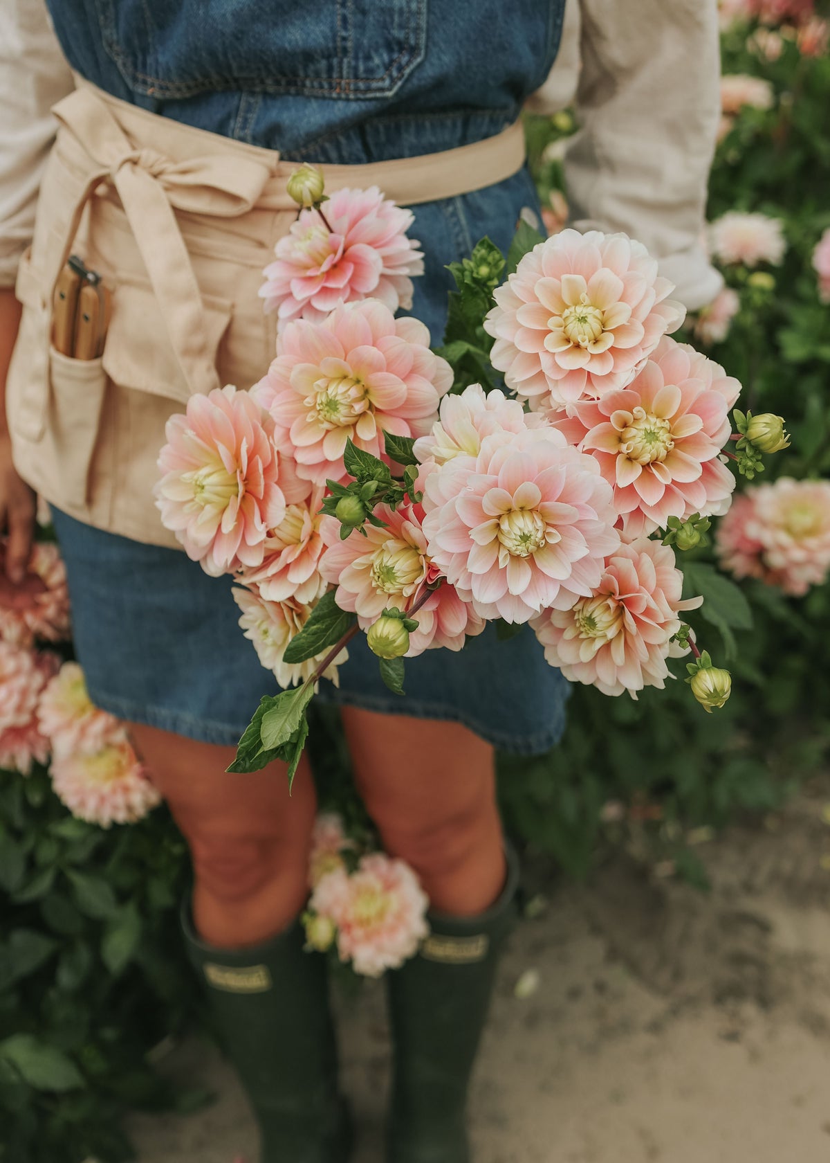 Dahlia - Dolce Anna