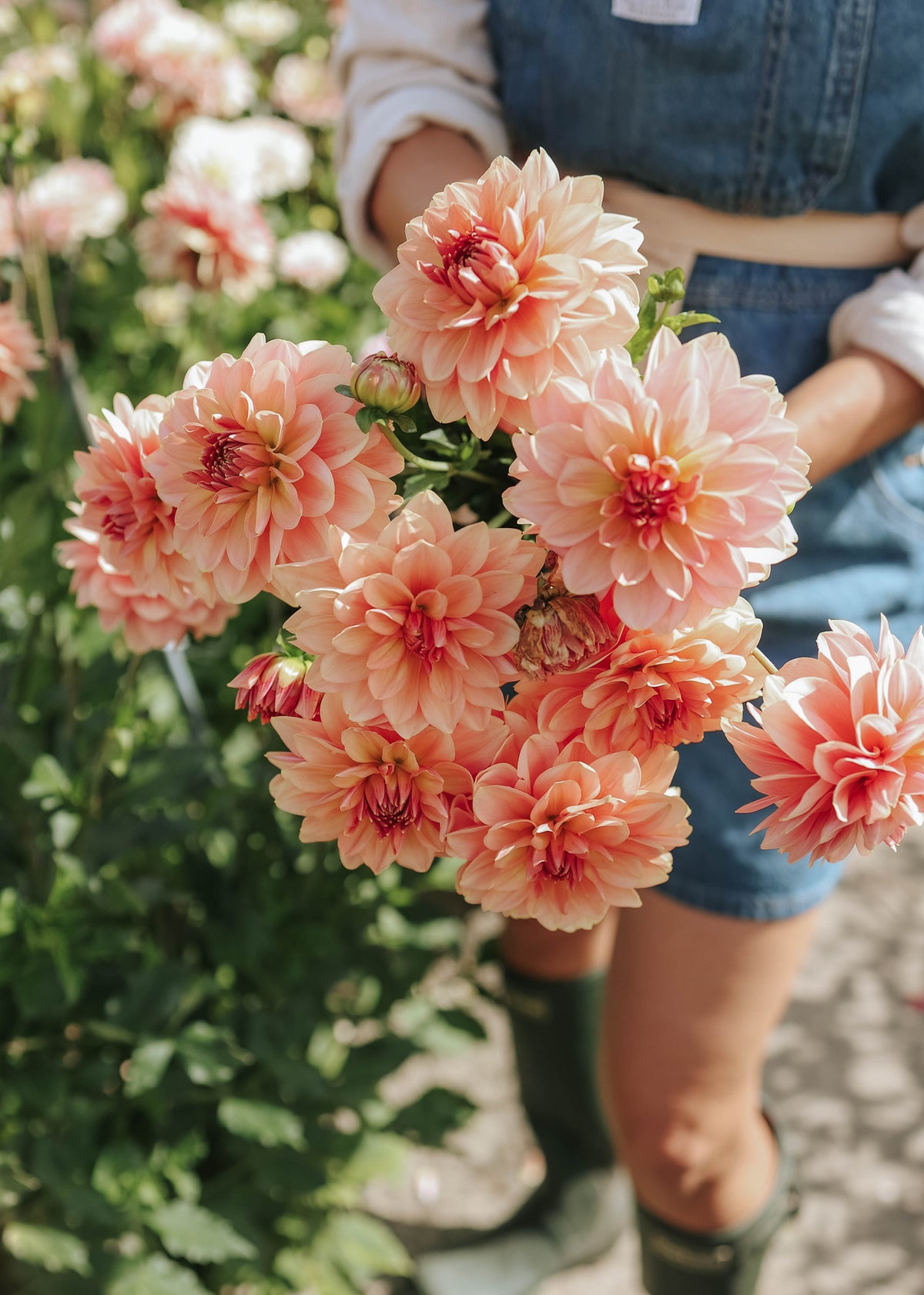 Dahlia - Dolce Eva