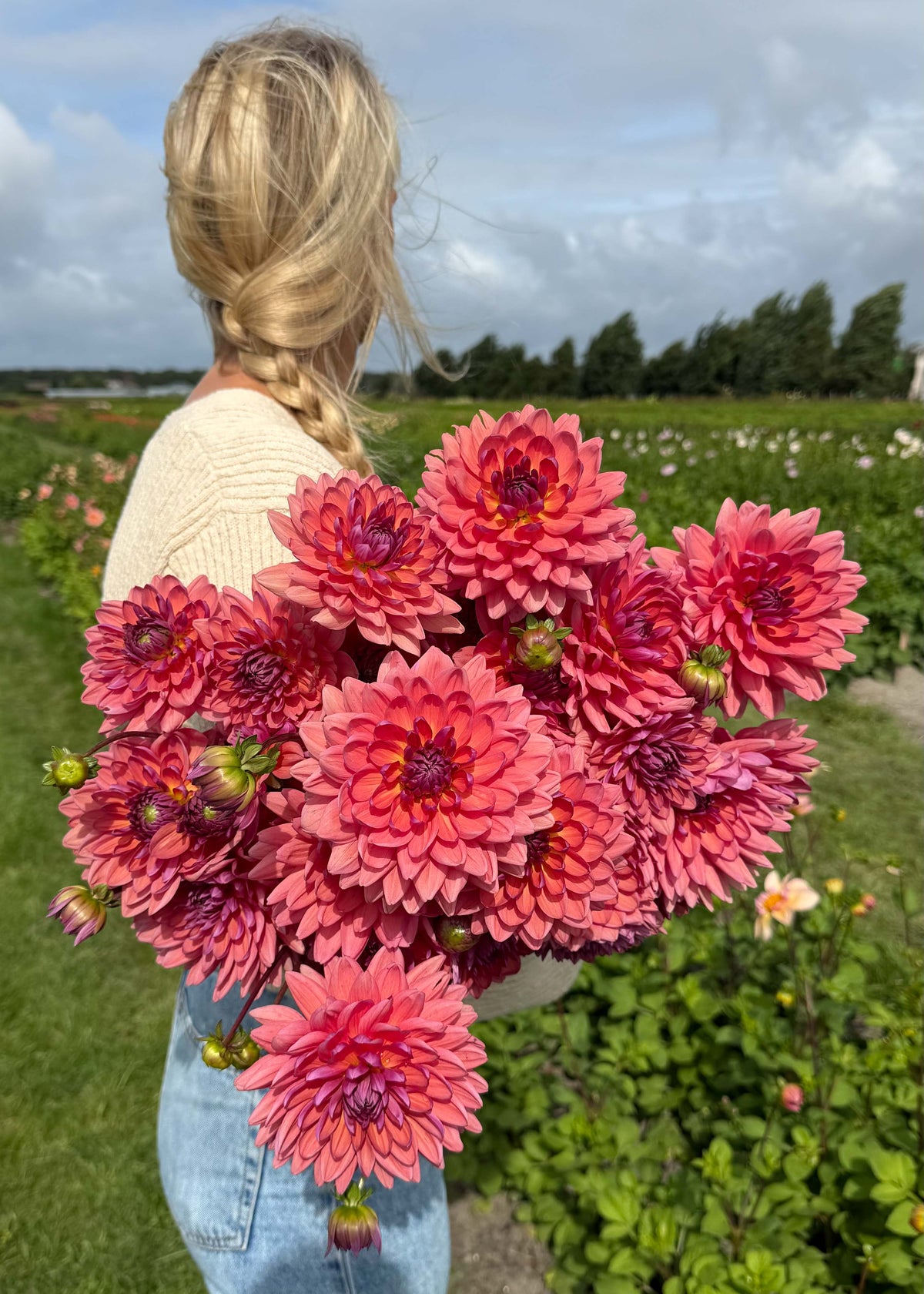 Dahlia - Dutch Pearl