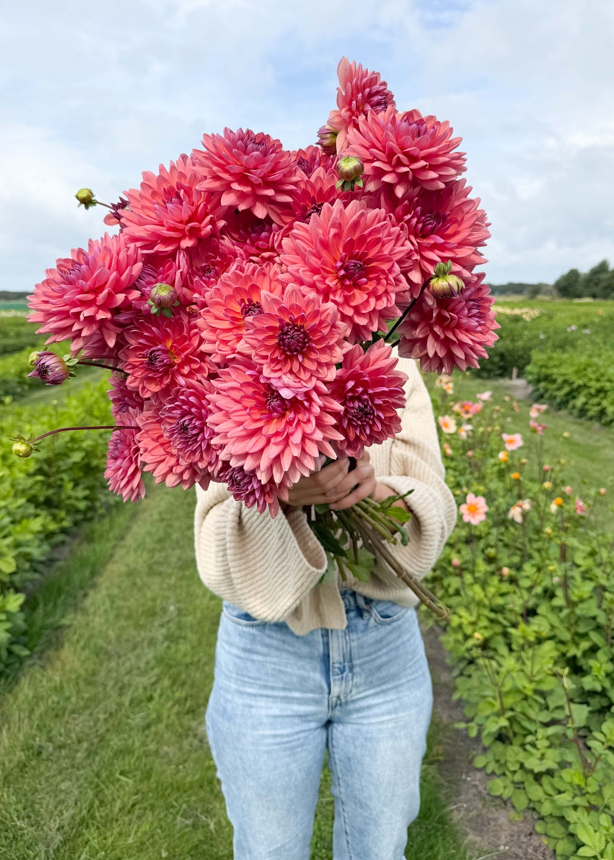 Dahlia - Dutch Pearl
