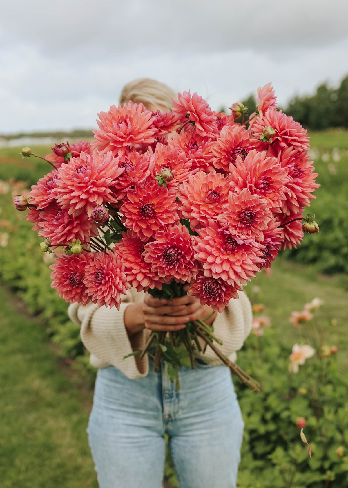 Dahlia - Dutch Pearl