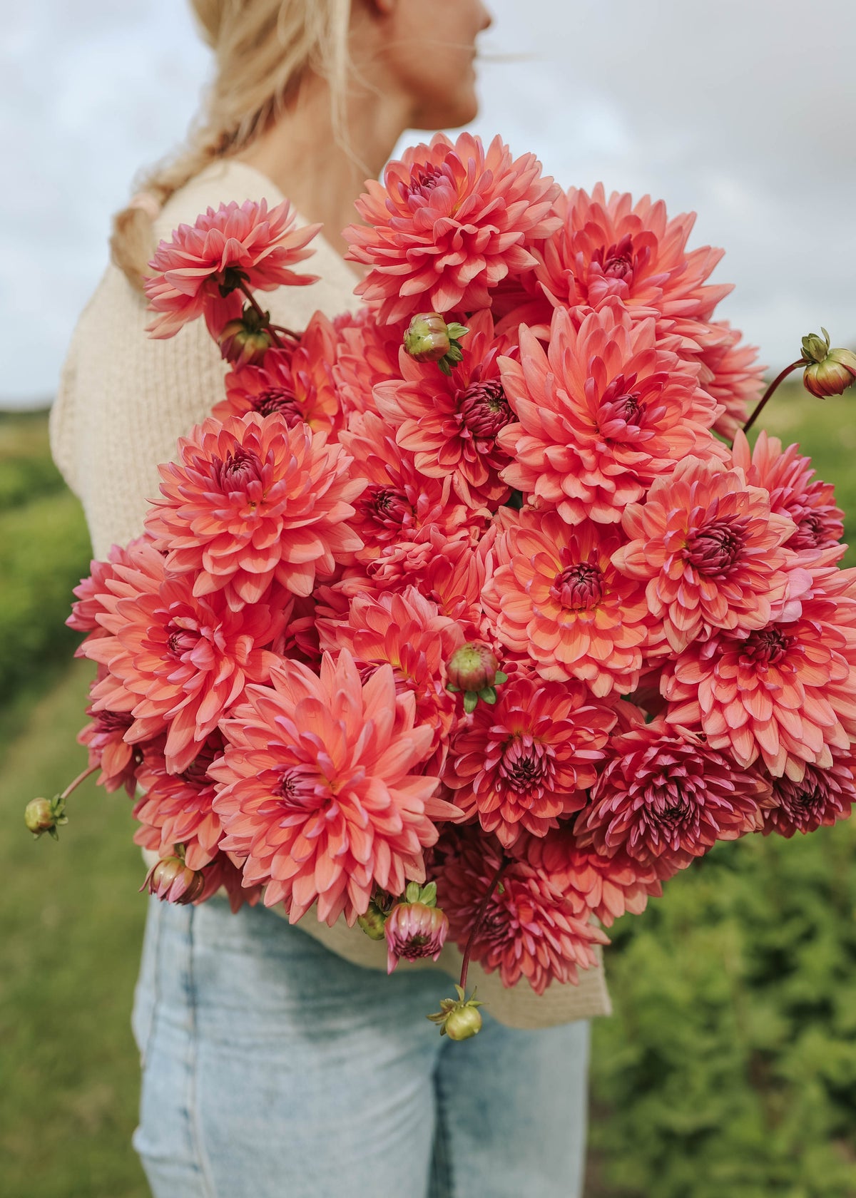 Dahlia - Dutch Pearl