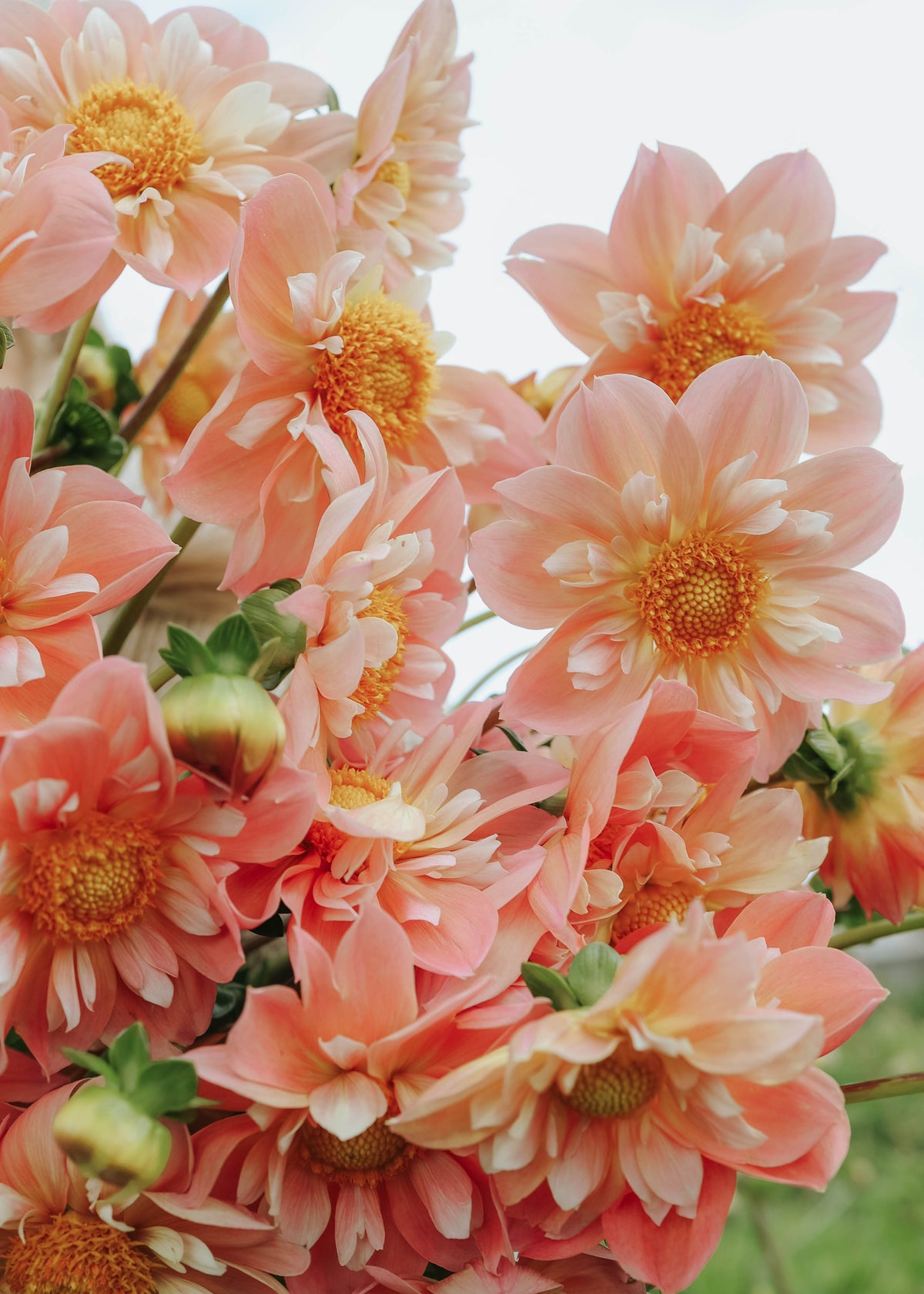 Dahlia - FdM's SOJO