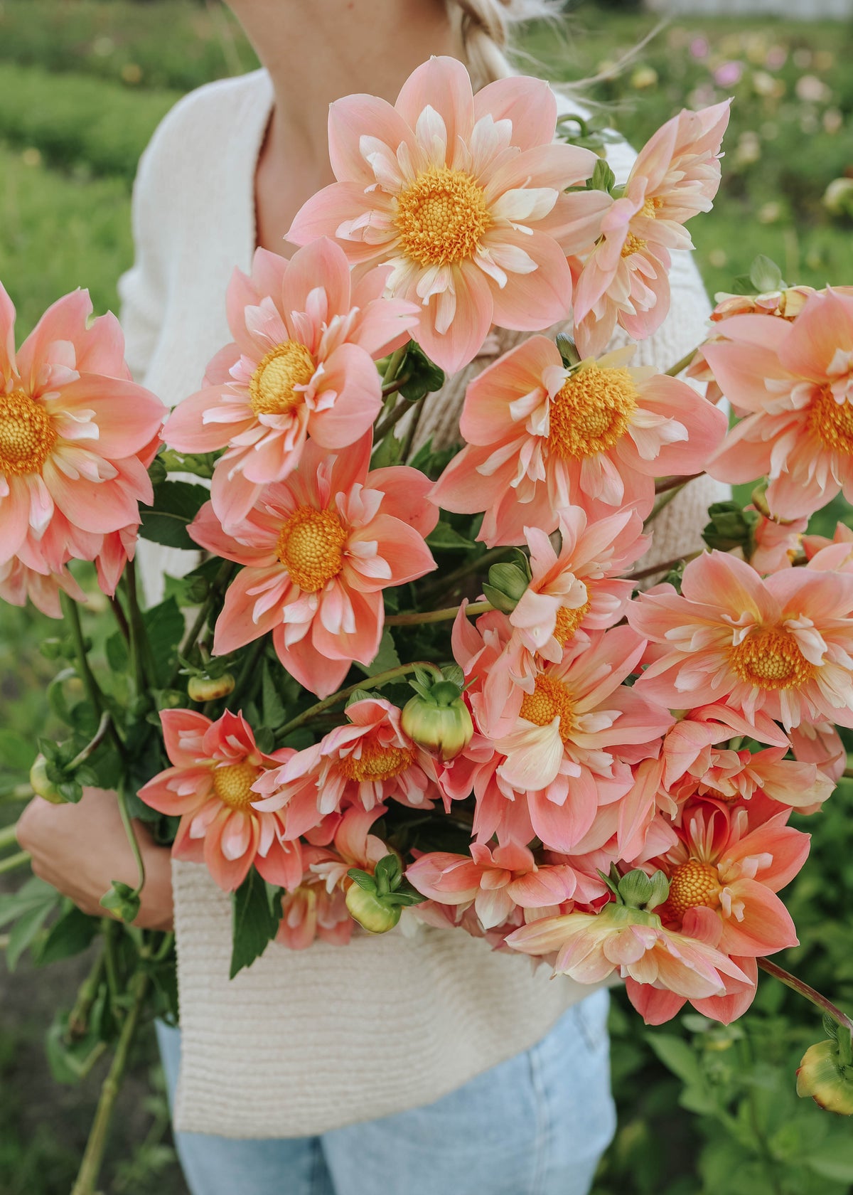 Dahlia - FdM's SOJO