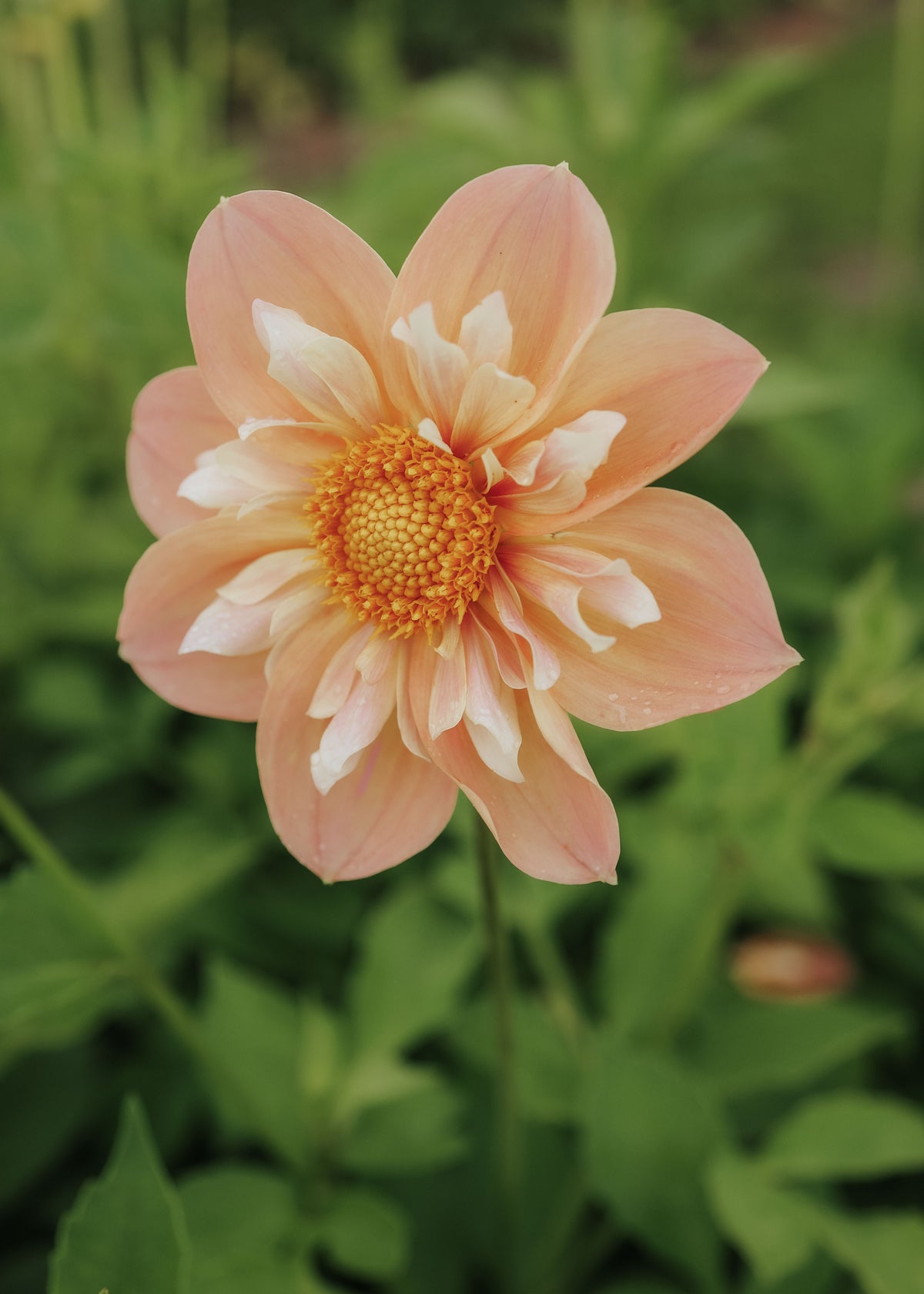 Dahlia - FdM's SOJO