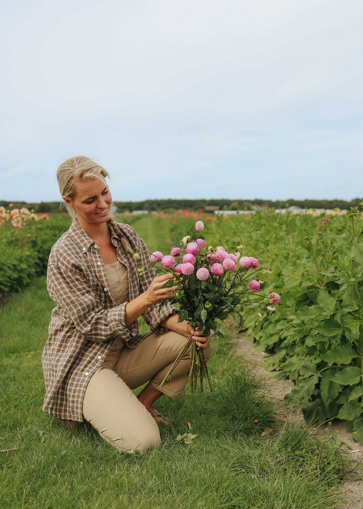 Dahlia - Maaike