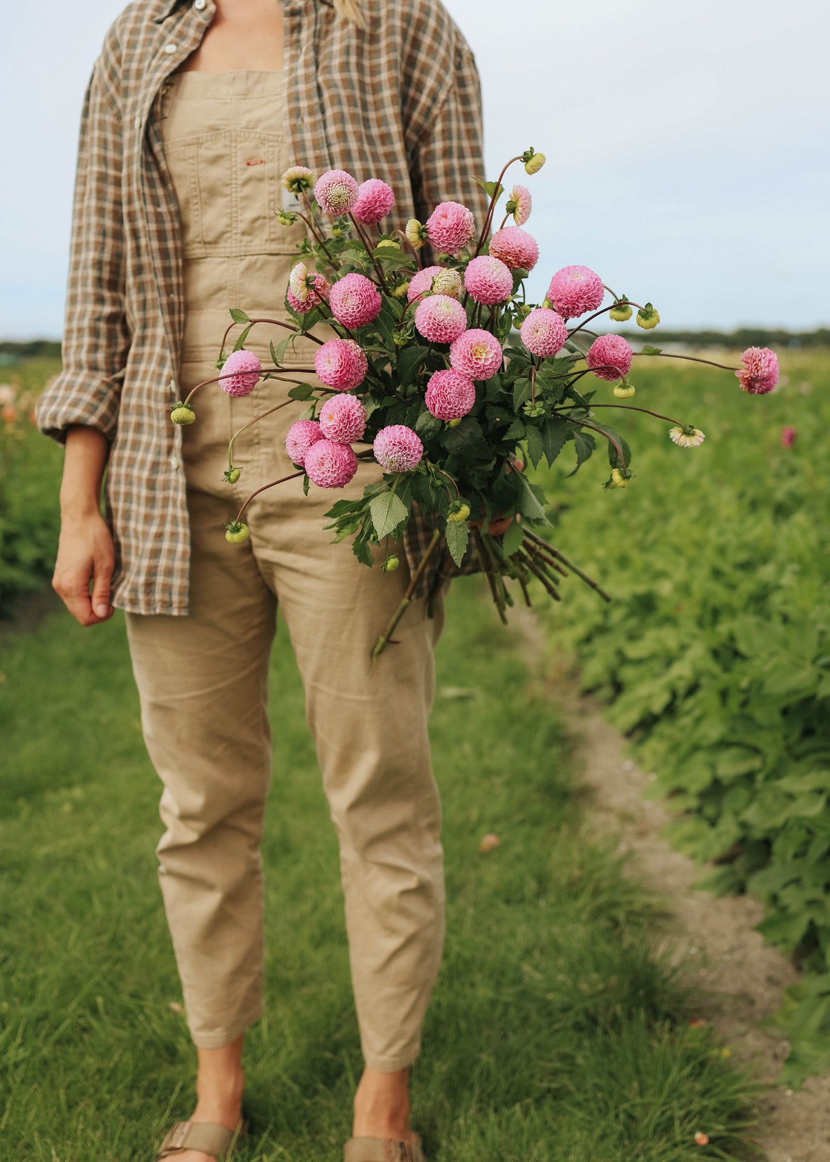 Dahlia - Maaike