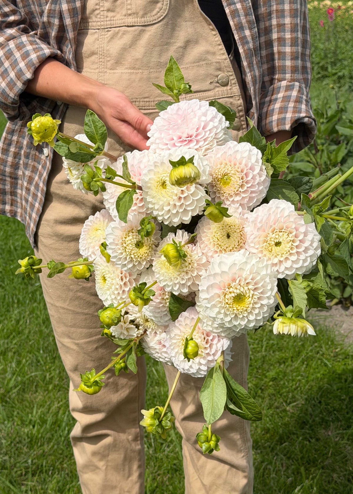 Dahlia - Pink Pearl