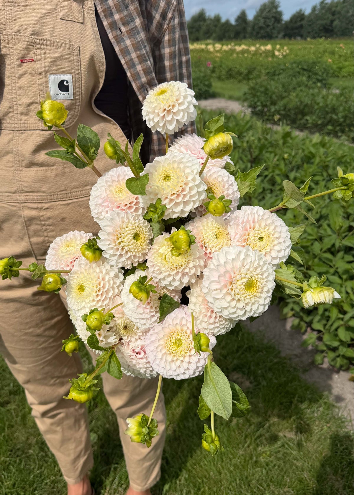 Dahlia - Pink Pearl