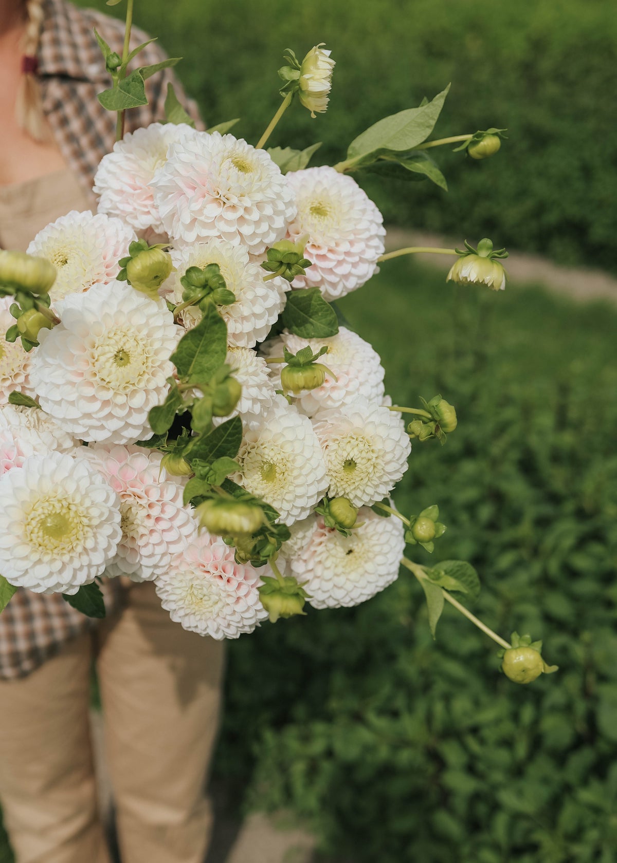 Dahlia - Pink Pearl