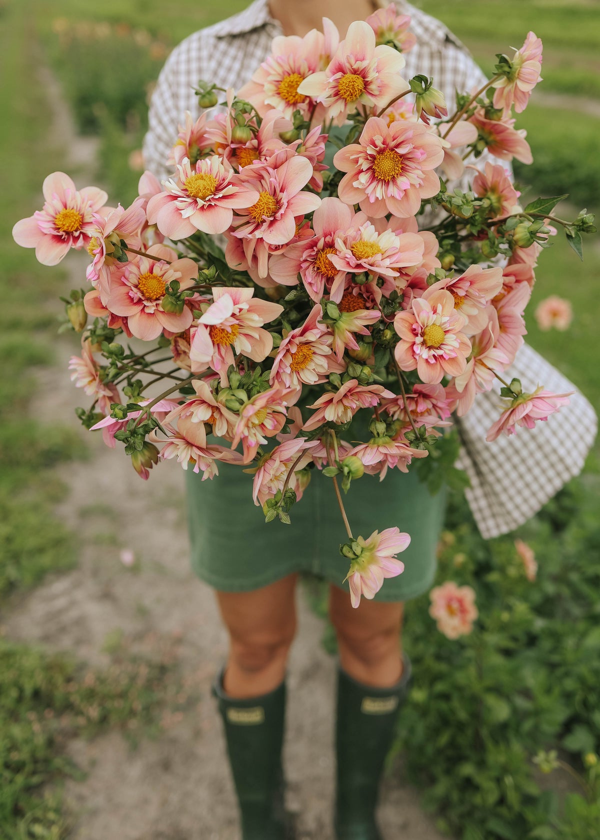 Dahlia - Rhubarb & Custard