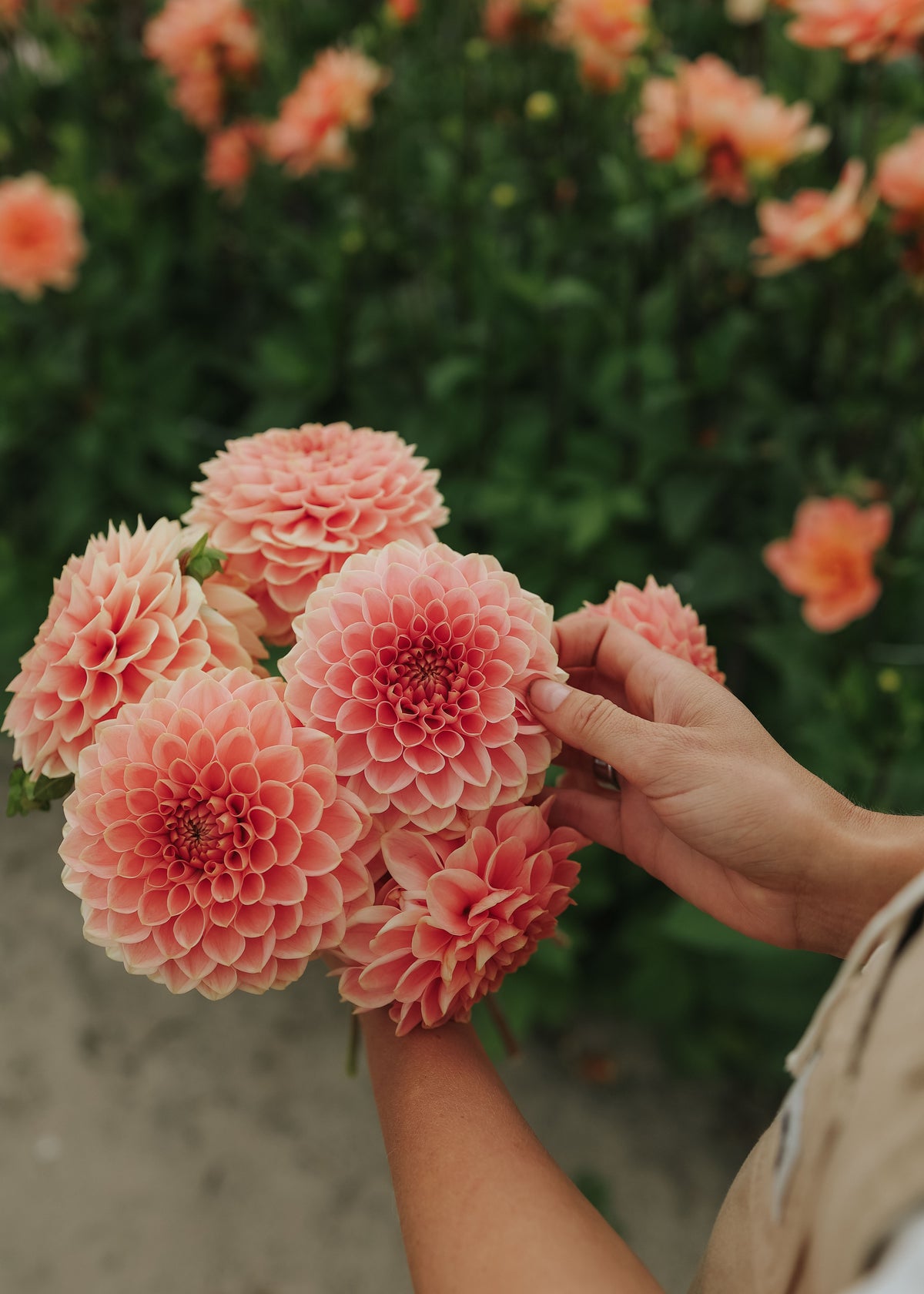 Dahlia - Romance