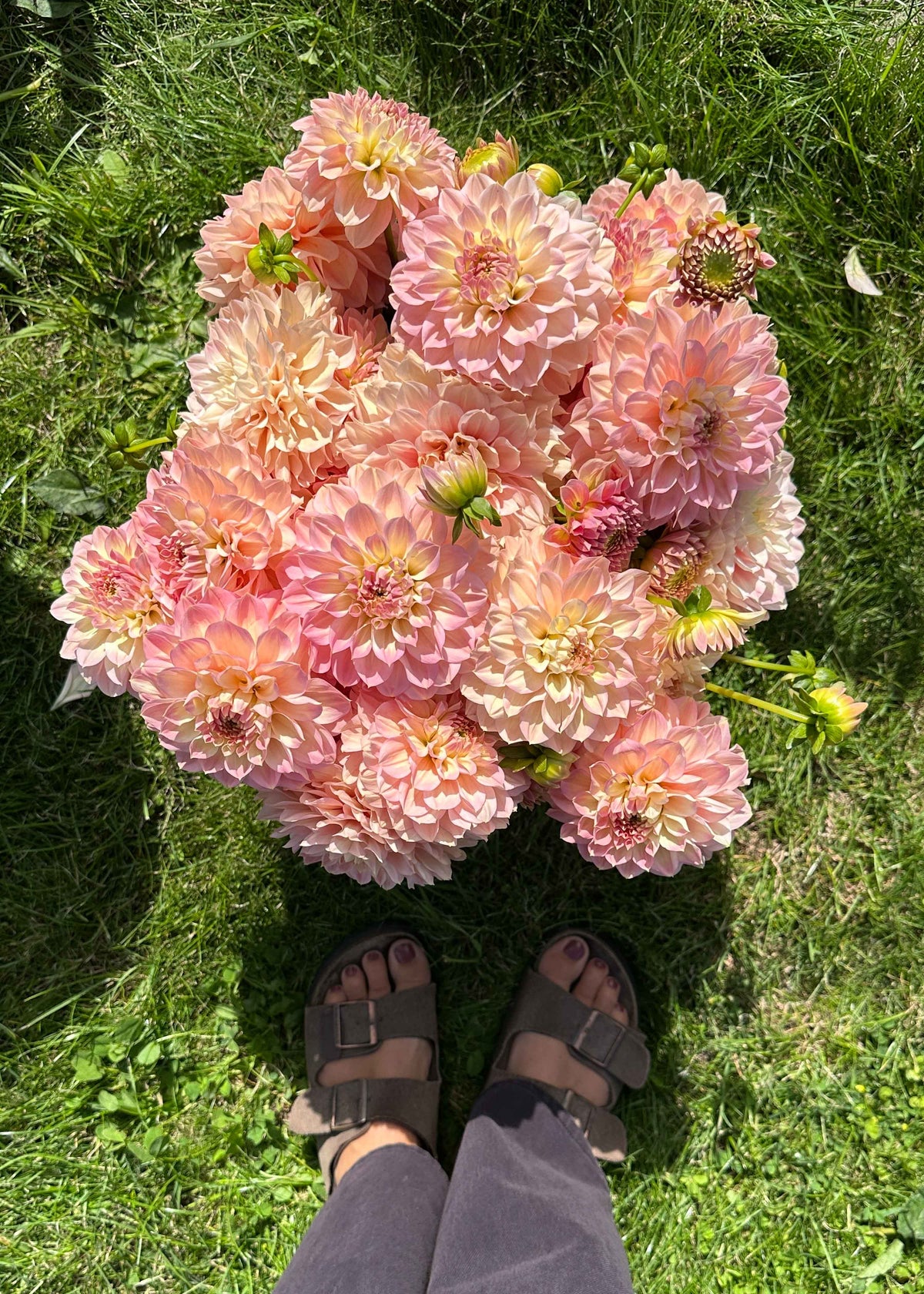 Dahlia - Staburadze
