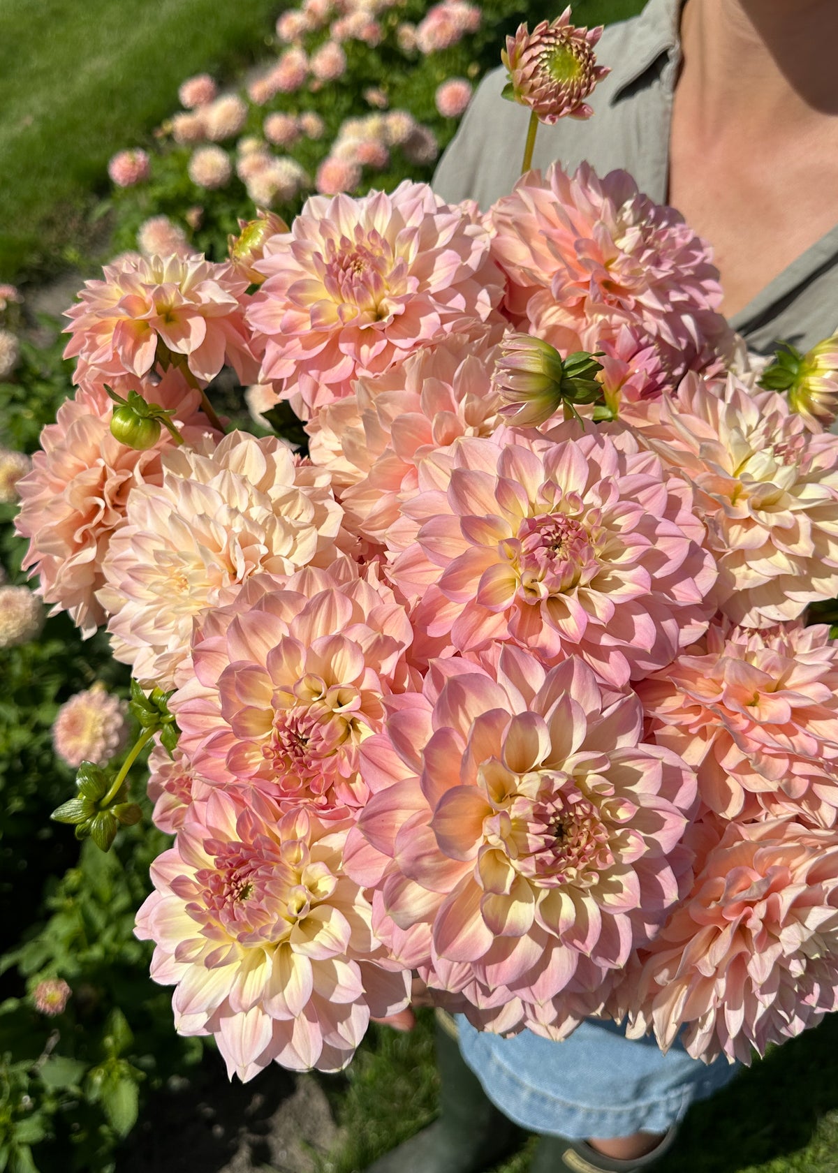 Dahlia - Staburadze