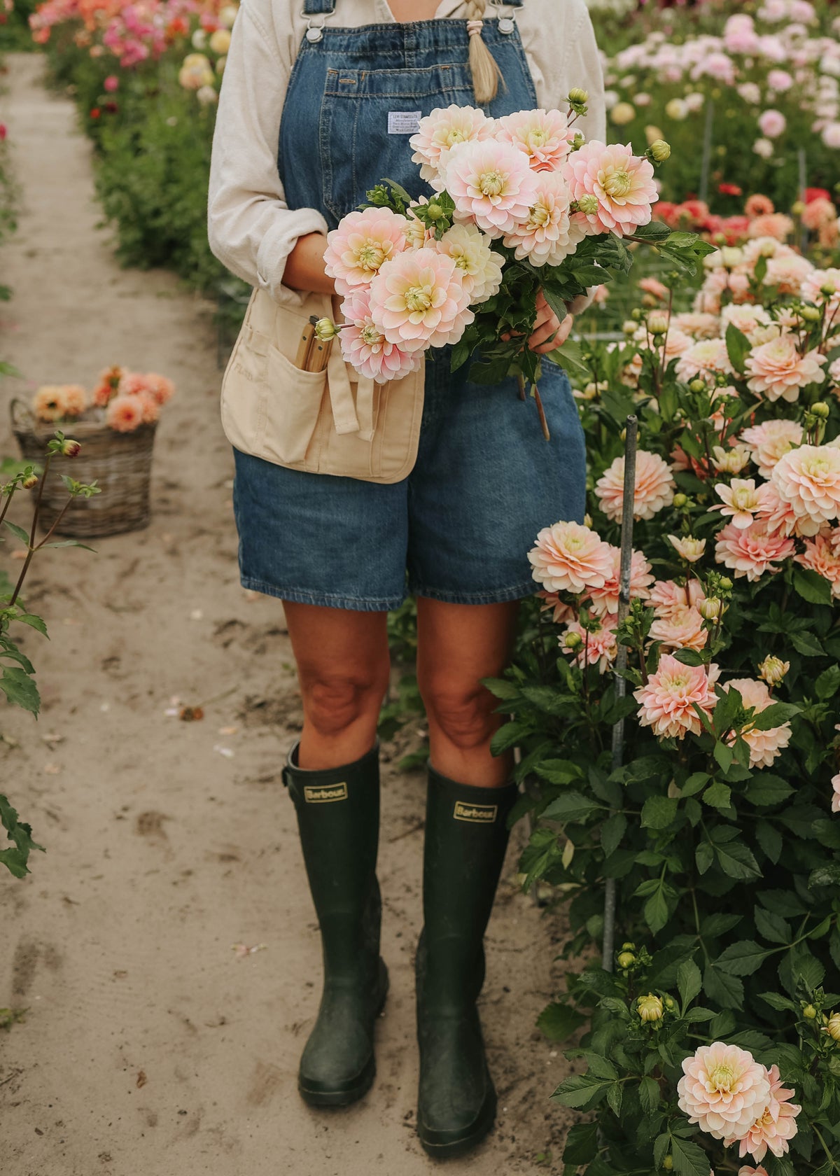 Dahlia - Dolce Anna