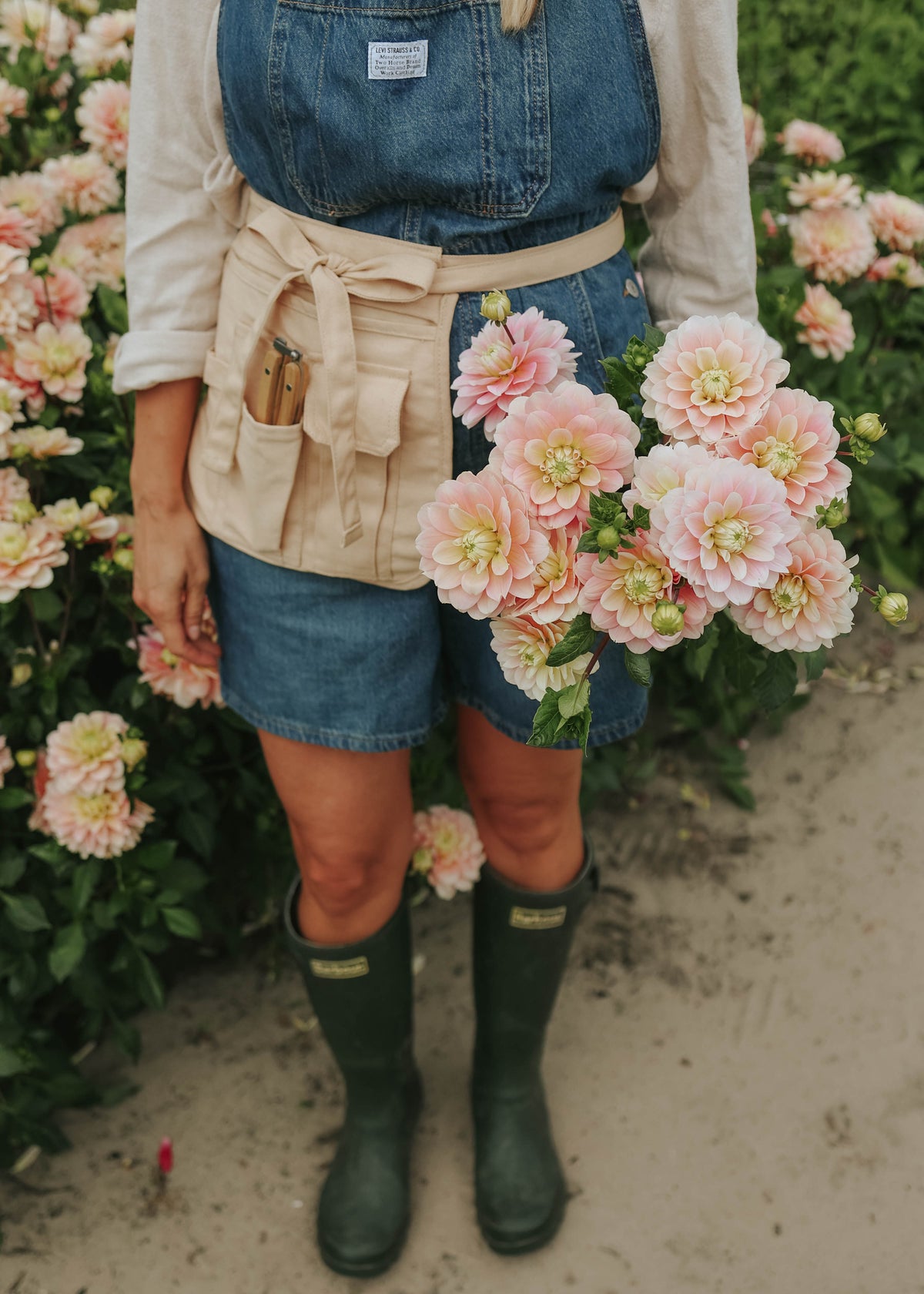 Dahlia - Dolce Anna
