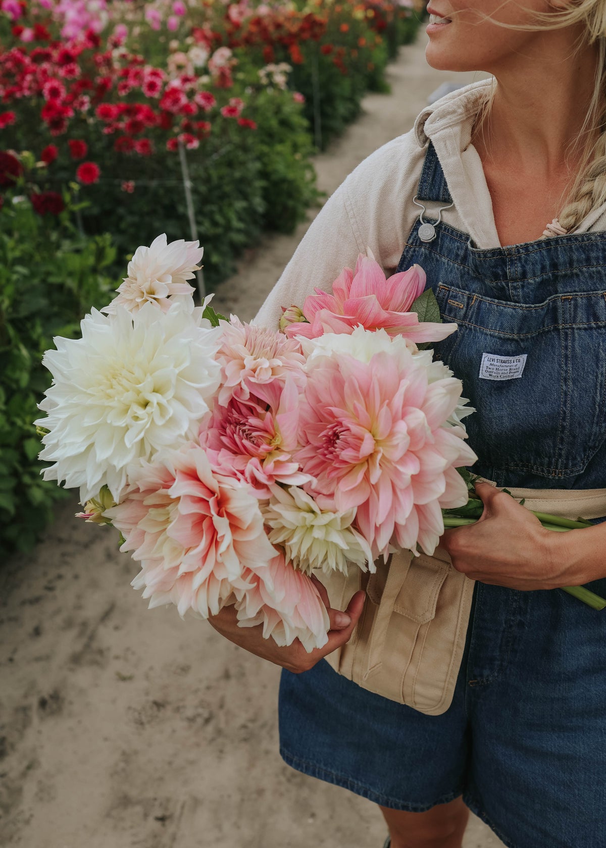Dahlia Mix - Beautiful Giants