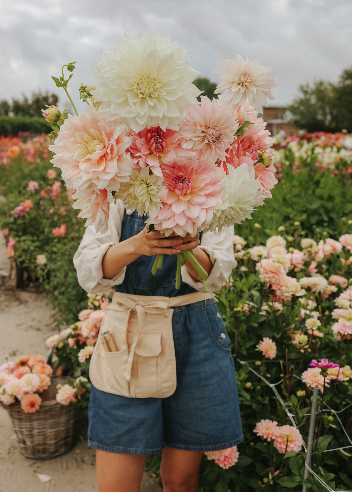 Dahlia Mix - Beautiful Giants