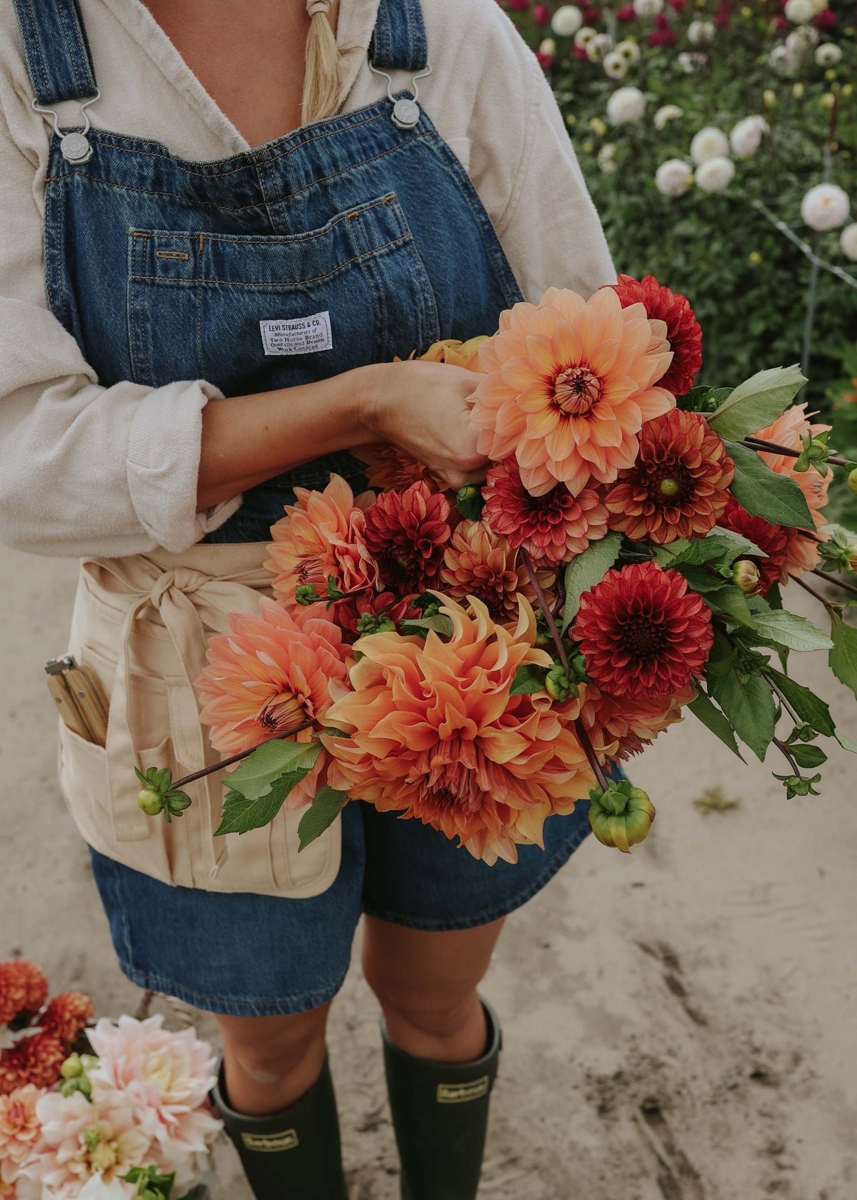 Dahlia Mix - Copper Glow