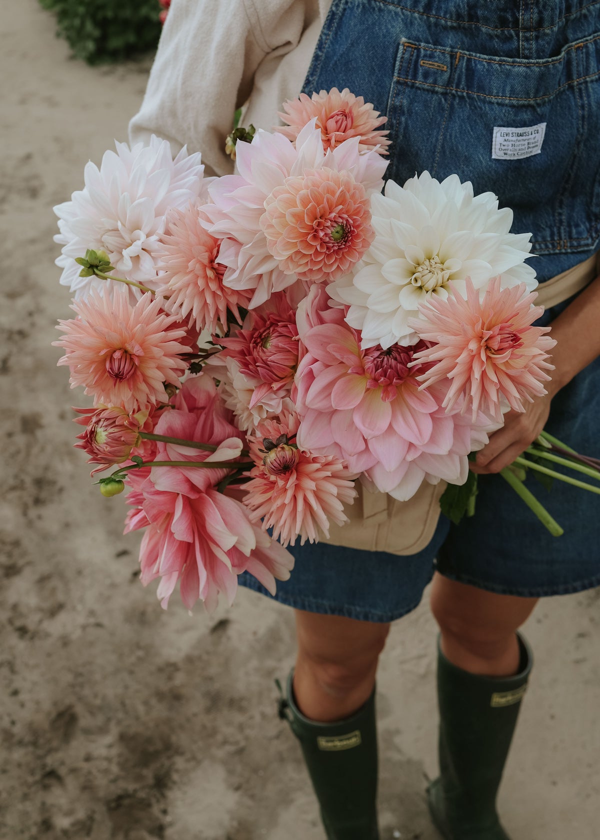 Dahlia Mix - Pink Palette