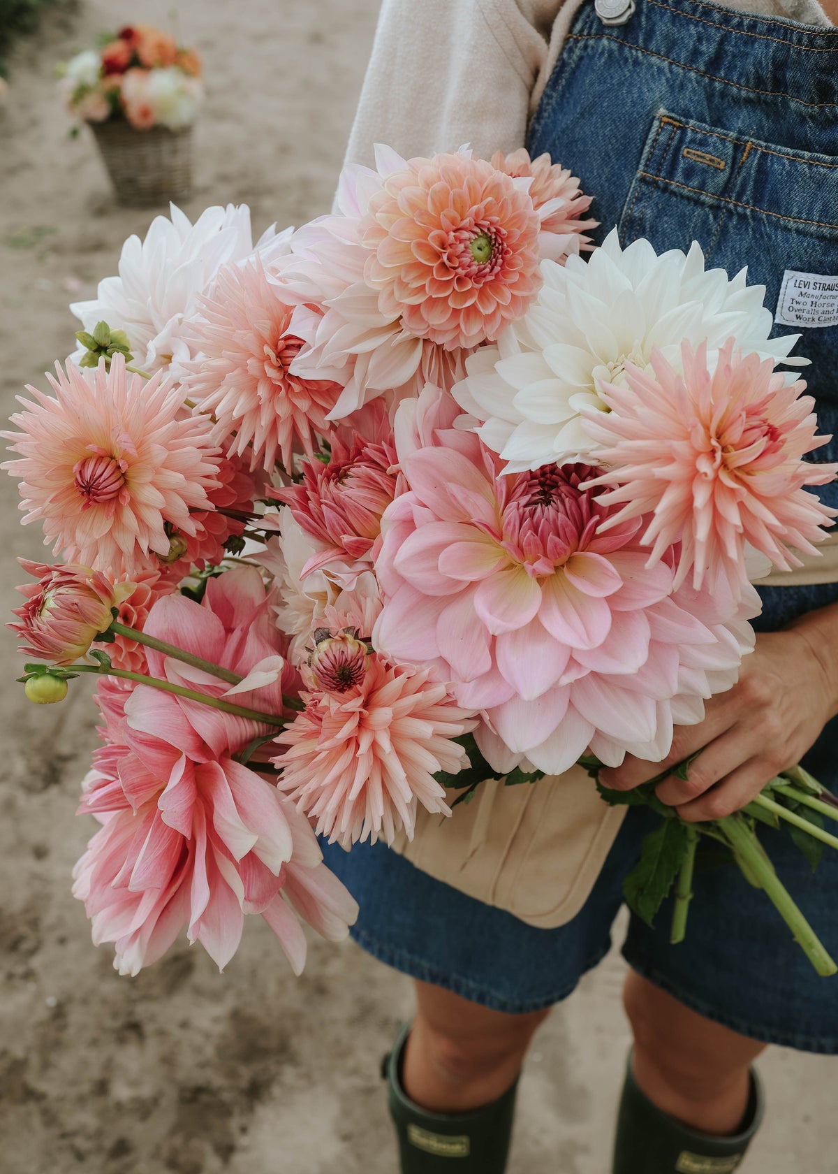 Dahlia Mix - Pink Palette