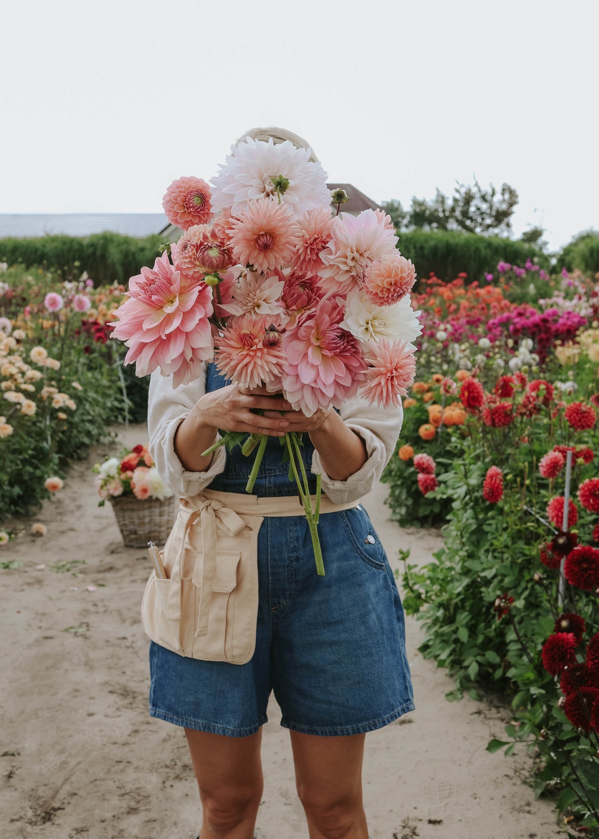 Dahlia Mix - Pink Palette