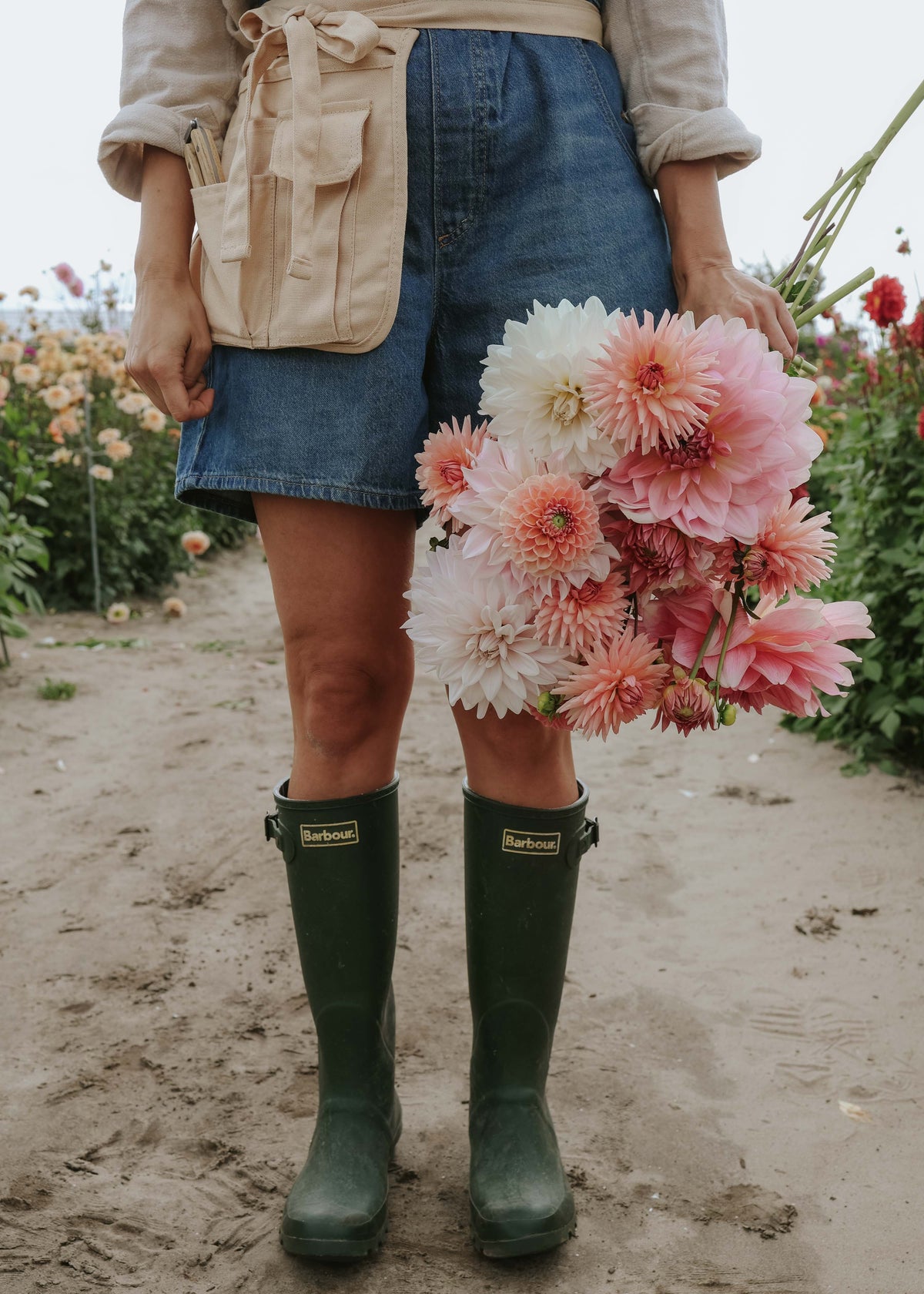 Dahlia Mix - Pink Palette