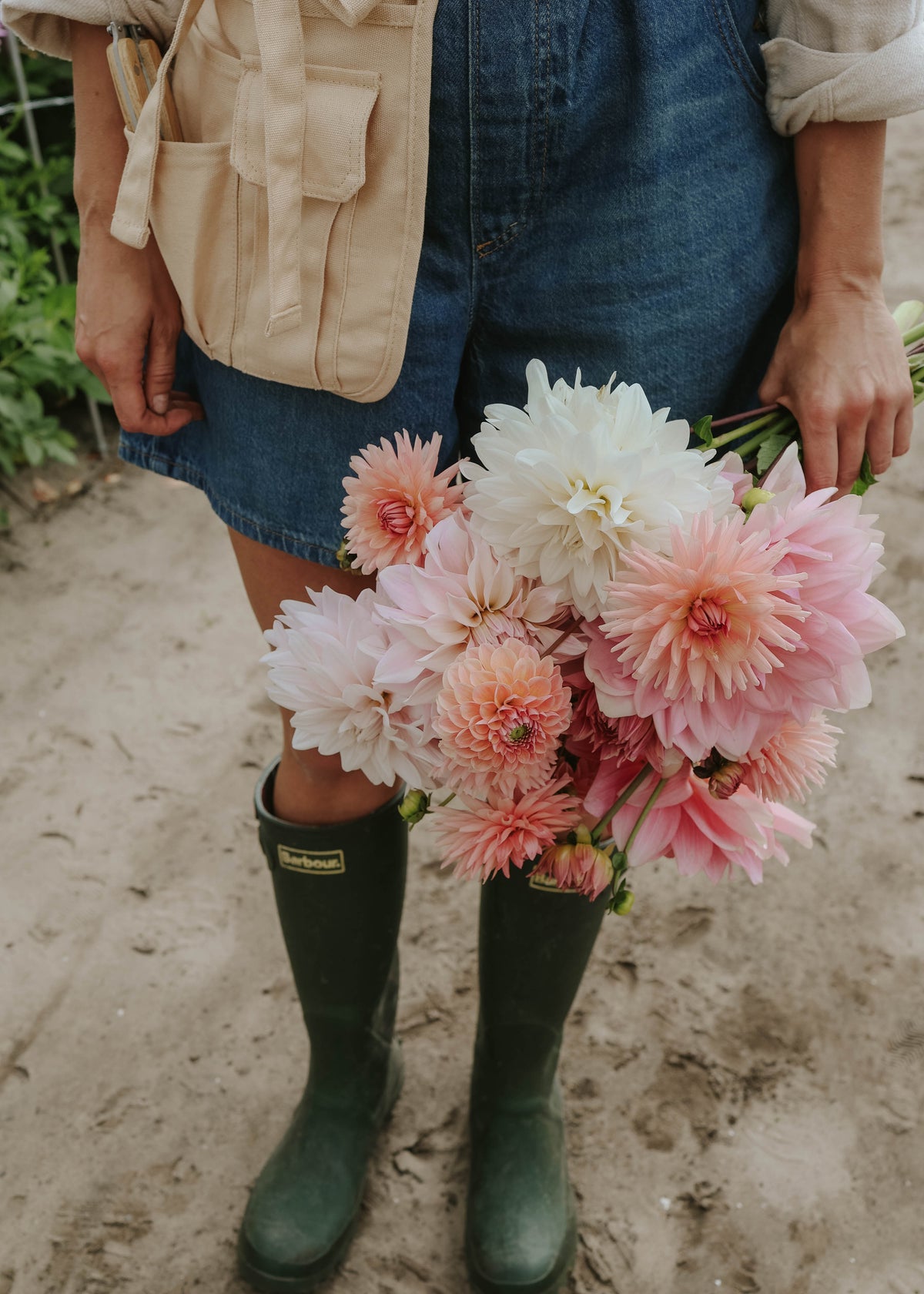 Dahlia Mix - Pink Palette