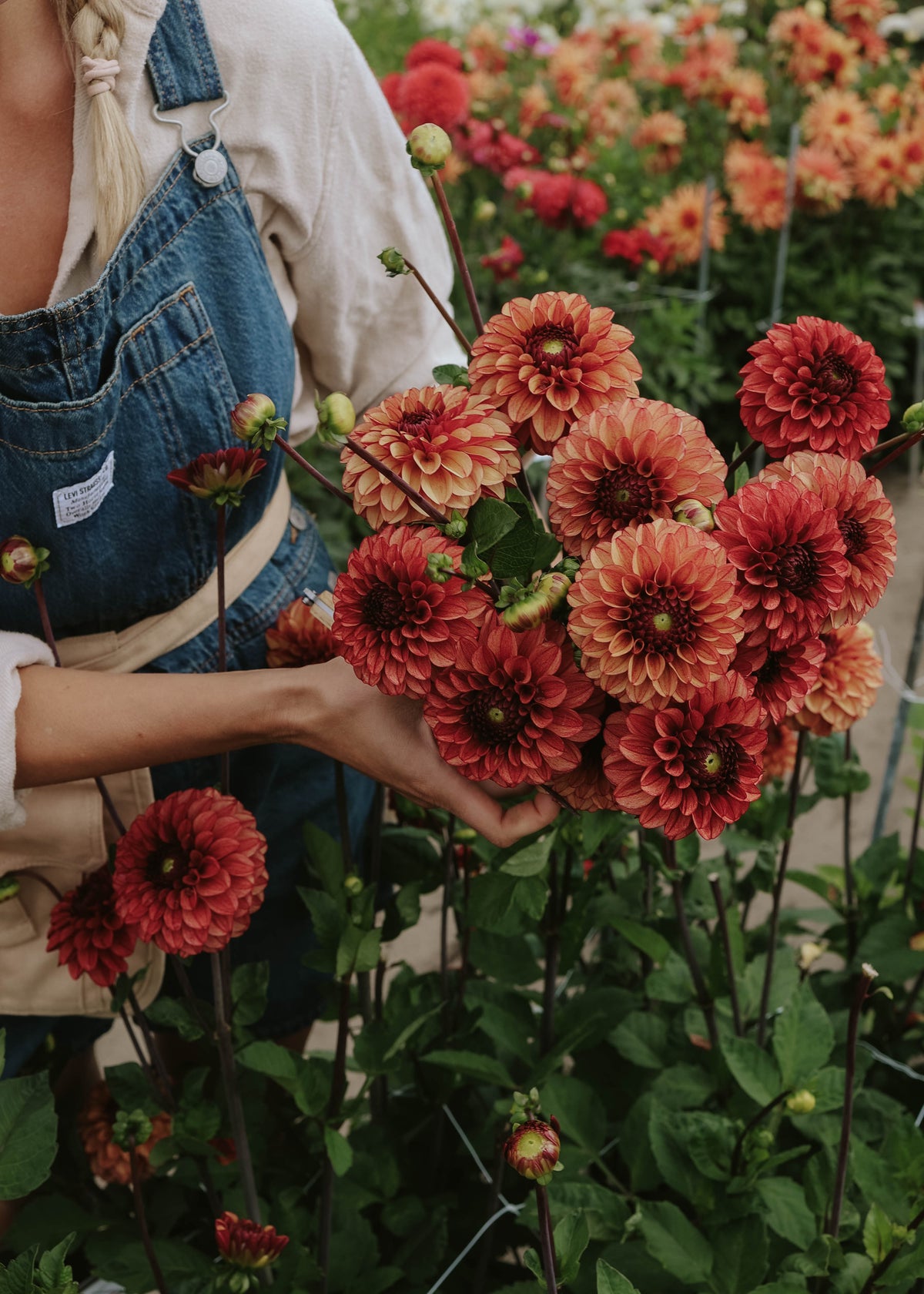 Dahlia - High Fidelity