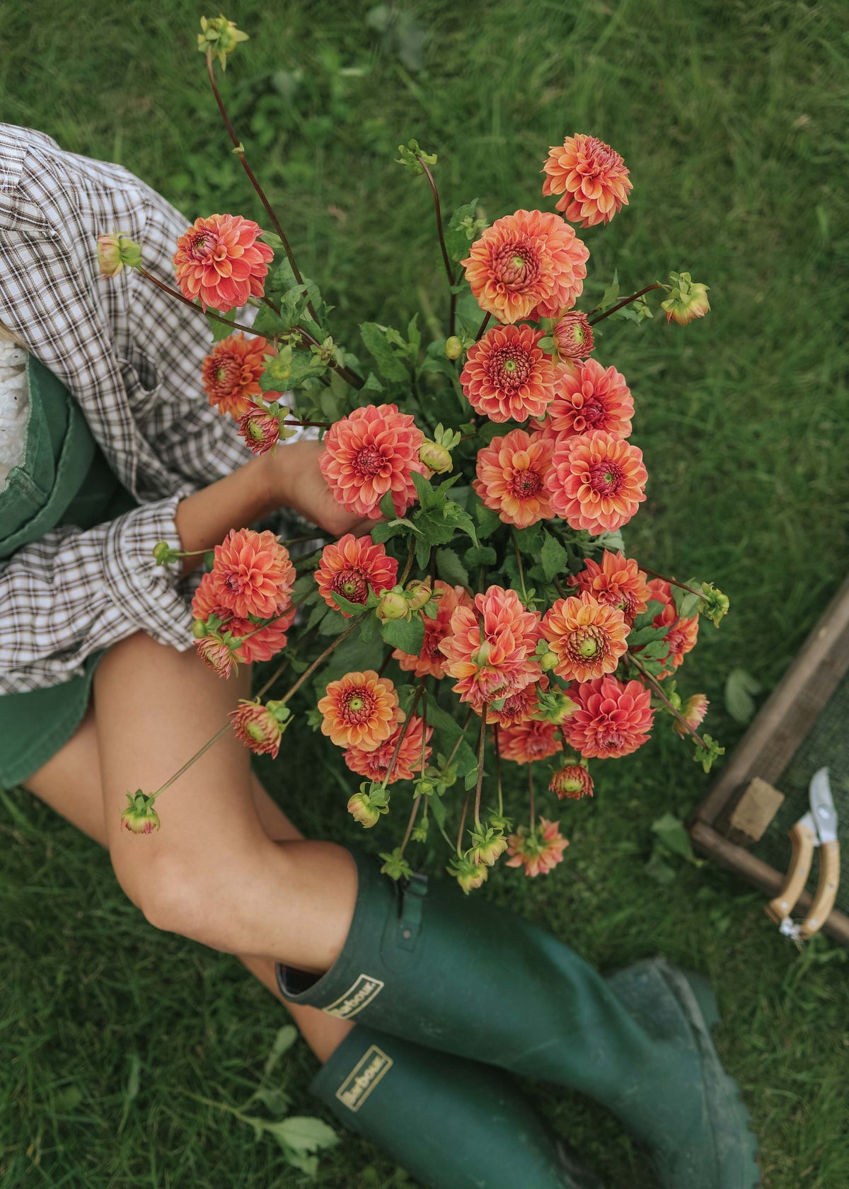 Dahlia - Iced Tea