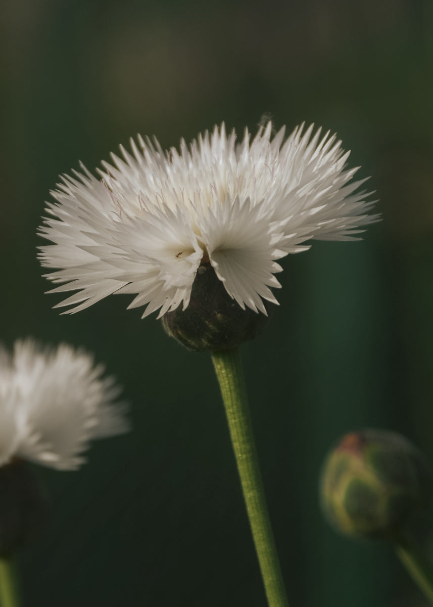 Flockenblume - The Bride
