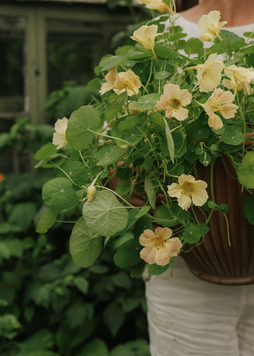 Nasturtium - Tip Top Pink Blush
