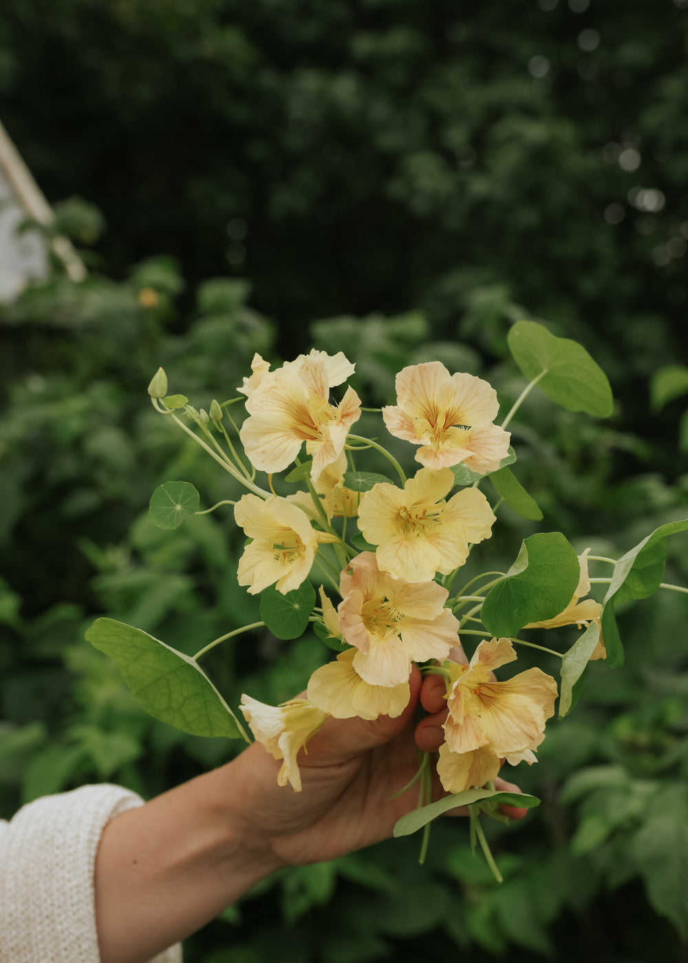 Nasturtium - Tip Top Pink Blush