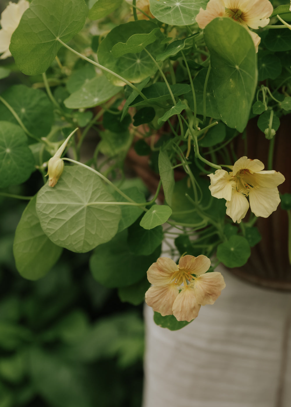 Nasturtium - Tip Top Pink Blush