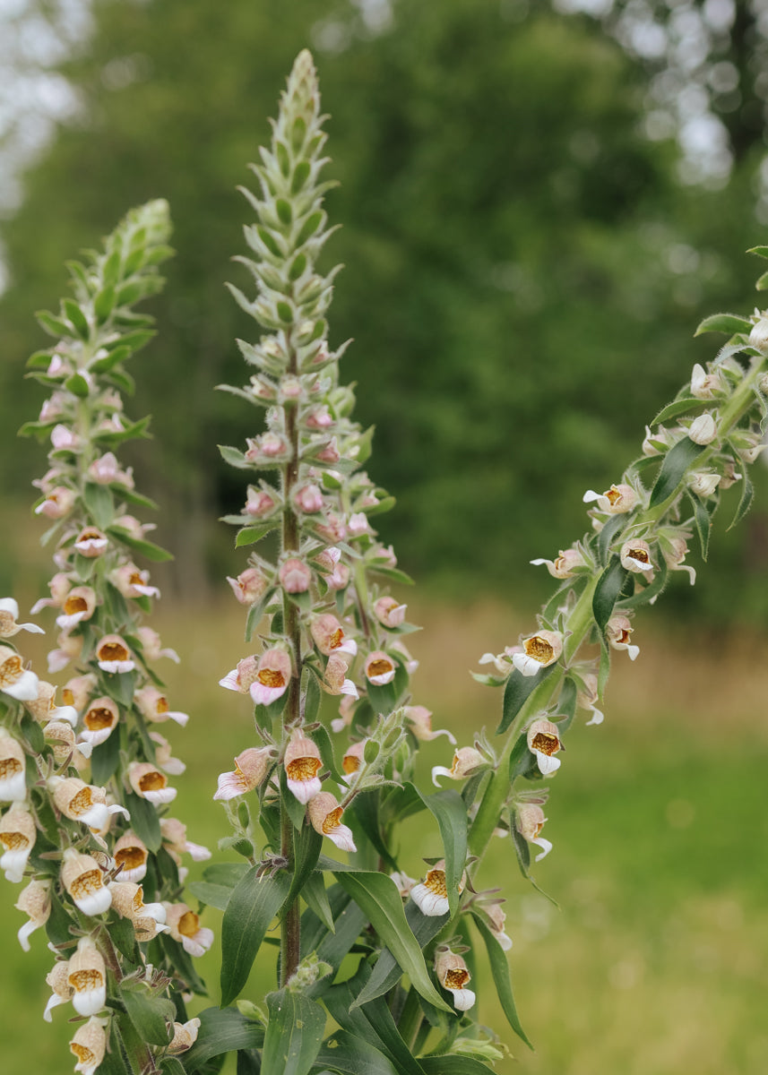 Greek Foxglove - Café Cream