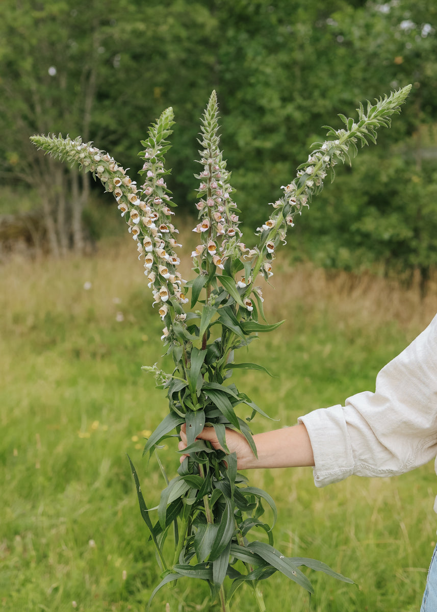 Greek Foxglove - Café Cream