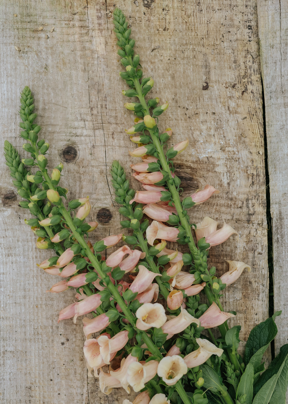 Foxglove - Dalmatian Peach
