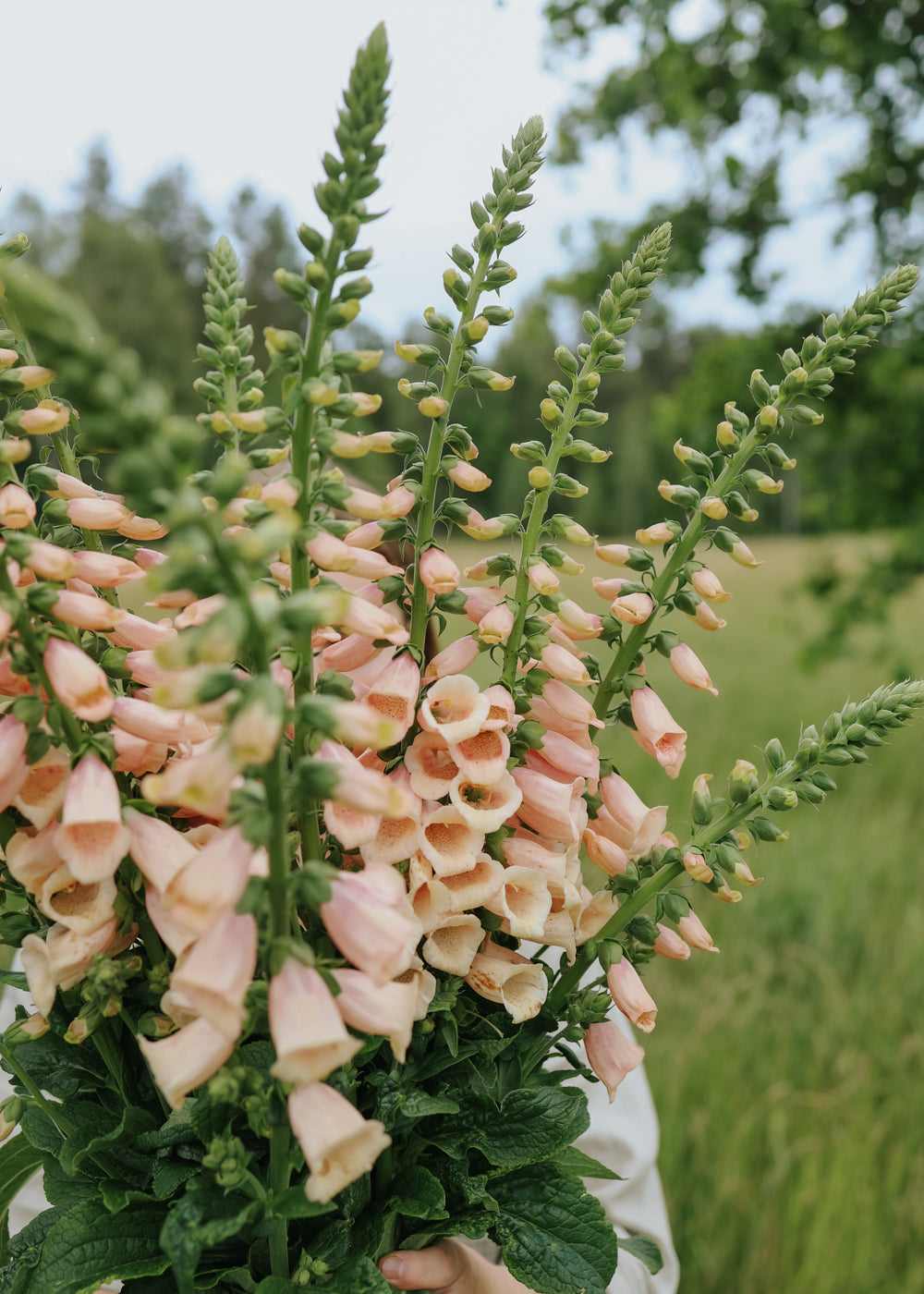 Foxglove - Dalmatian Peach